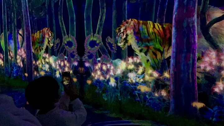 チームラボプラネッツ:つかまえて集める絶滅の森(スタッフ撮影)