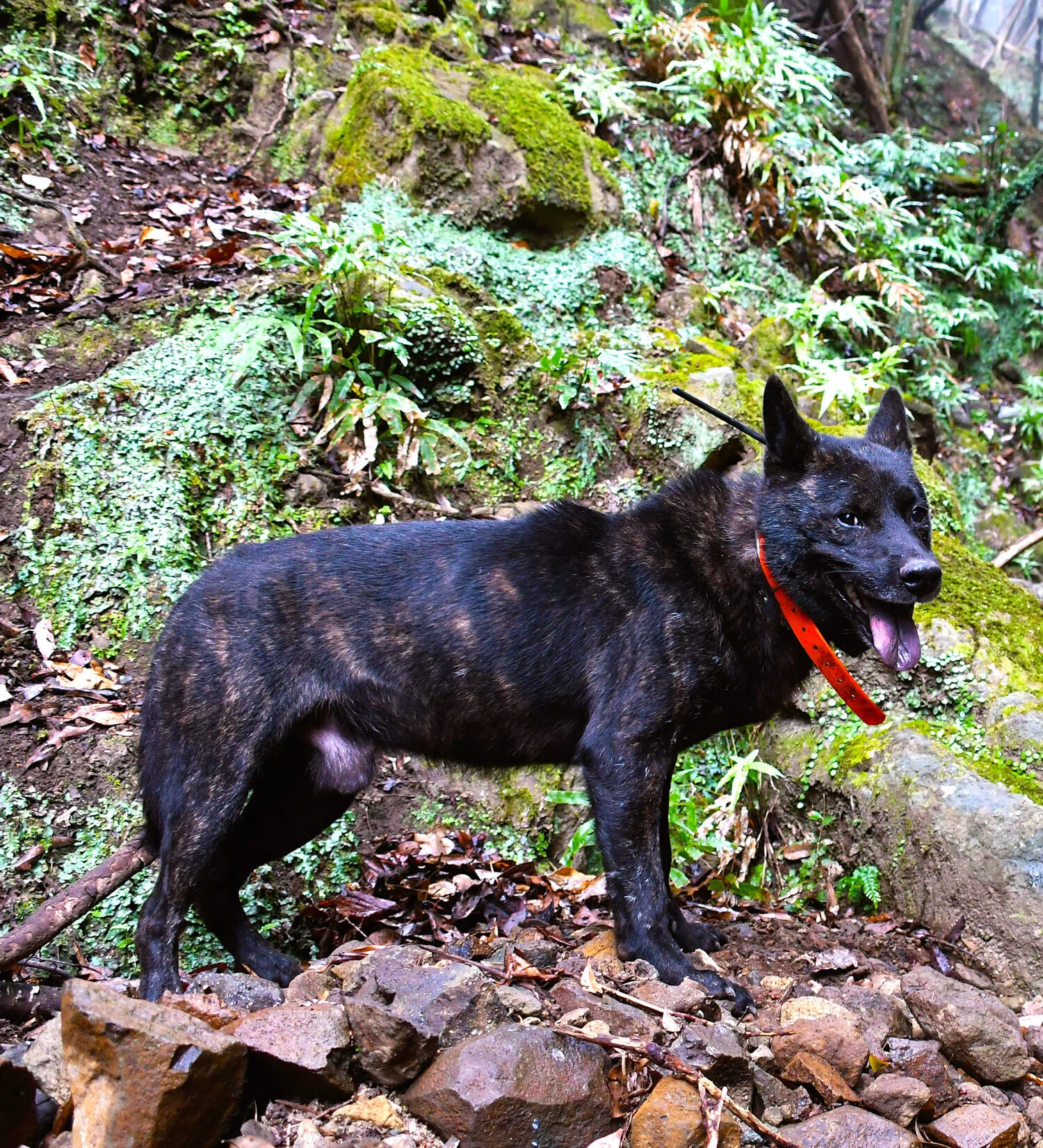 甲斐犬で猪を狩る》髙竜犬舎・愛鷹（あしたか）──静かなる歩みの境地 