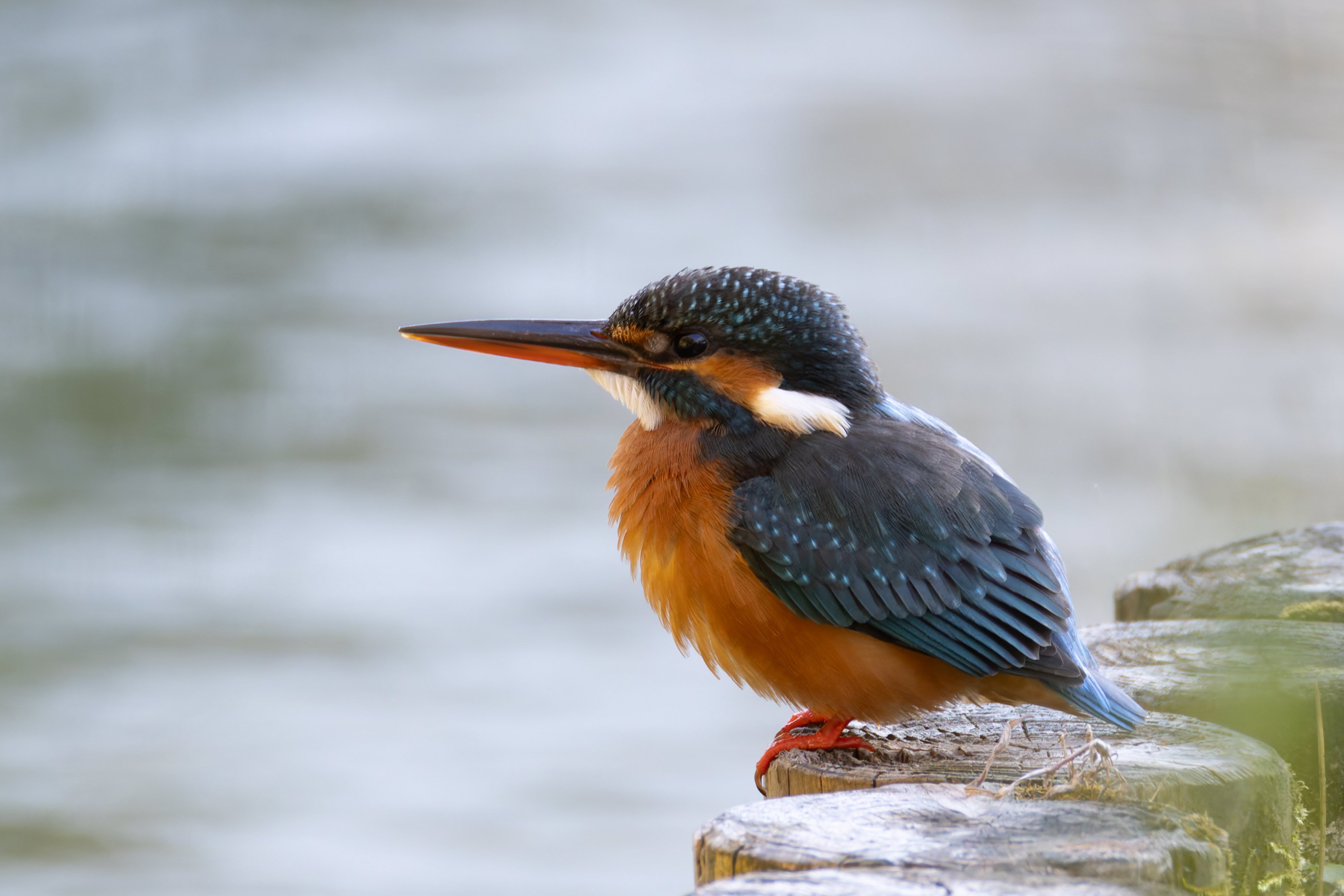 暇を持て余した王様がカワセミに大興奮【JAPANバード王国#1】｜東スポnote