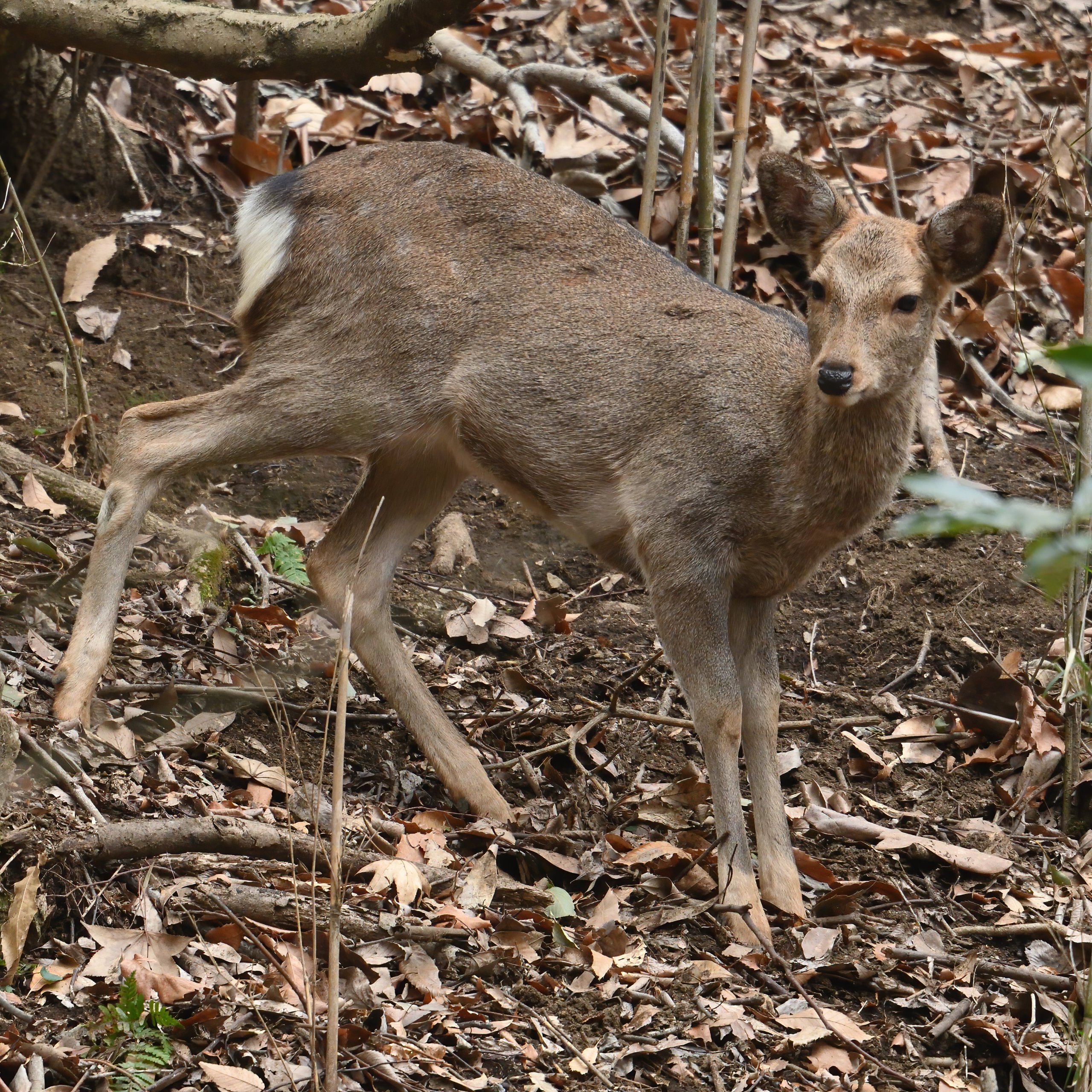 モチモチぽんた　日本鹿の夏毛 モチモチぽんた 日本鹿の夏毛 モチモチぽんた 日本鹿の夏毛 モチモチ