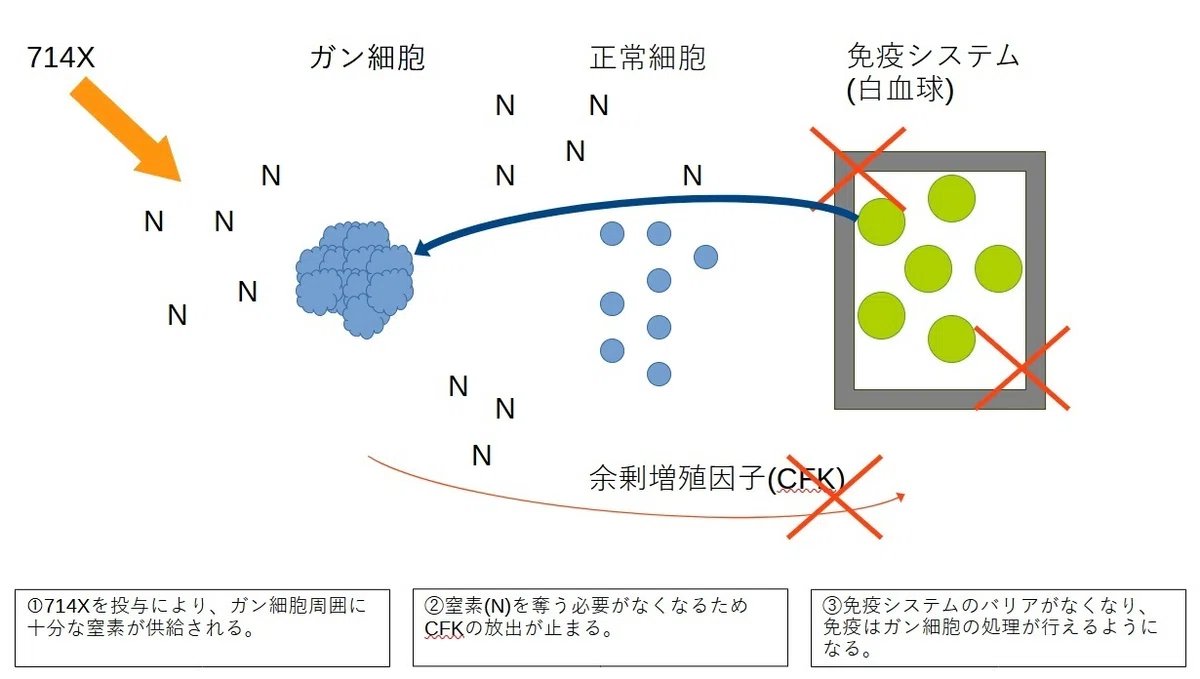 ガン予防とガン治療の考察|ぬのさん