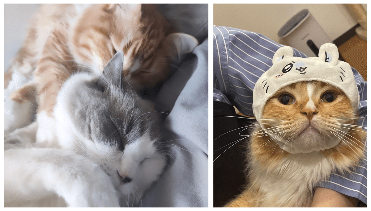 猫の日だから出前館メンバーの猫ﾁｬﾝに大集合していただいた話｜株式