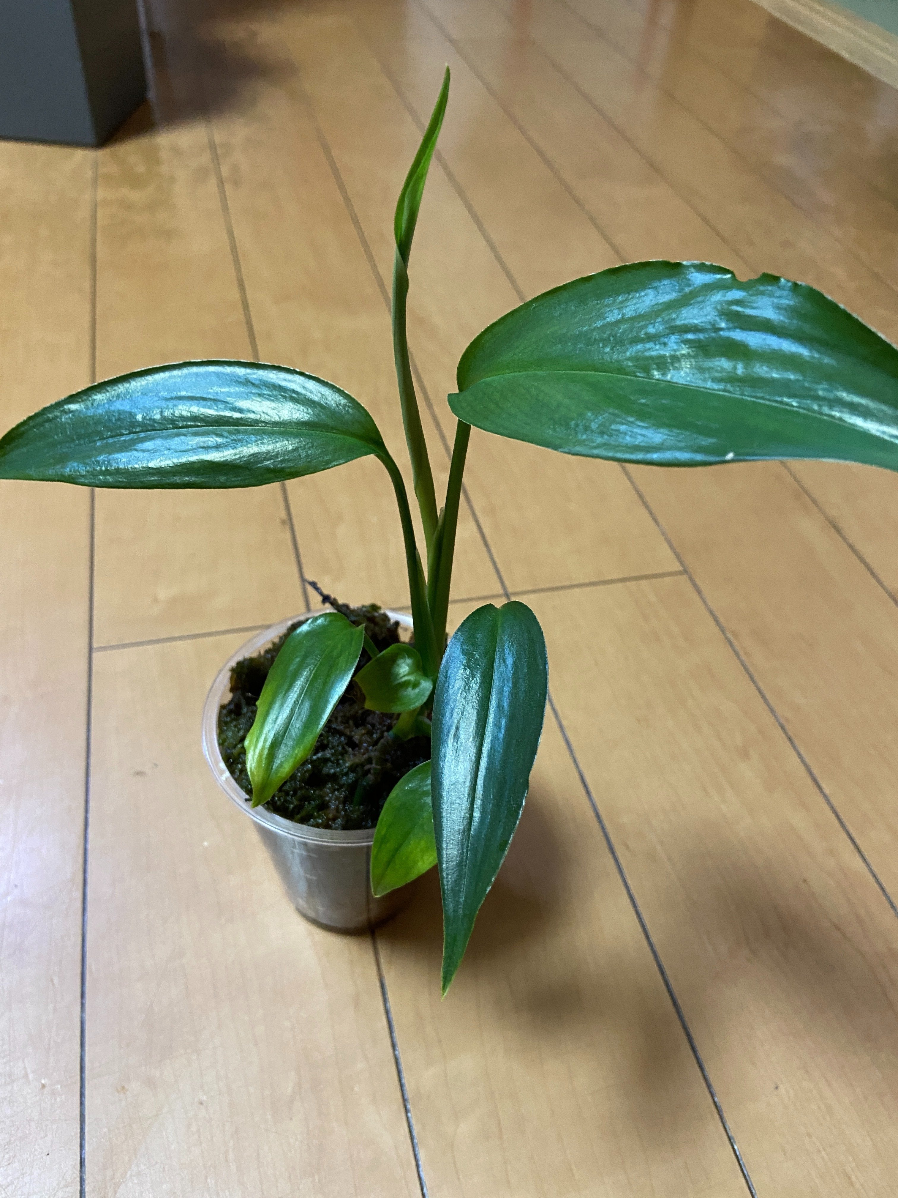 ヤマサキカズラ Philodendoron sp. 【アクアフィールド】熱帯魚