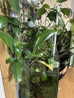 ヤマサキカズラ 楽天市場】（テラリウム）ヤマサキカズラ 3号（1ポット
