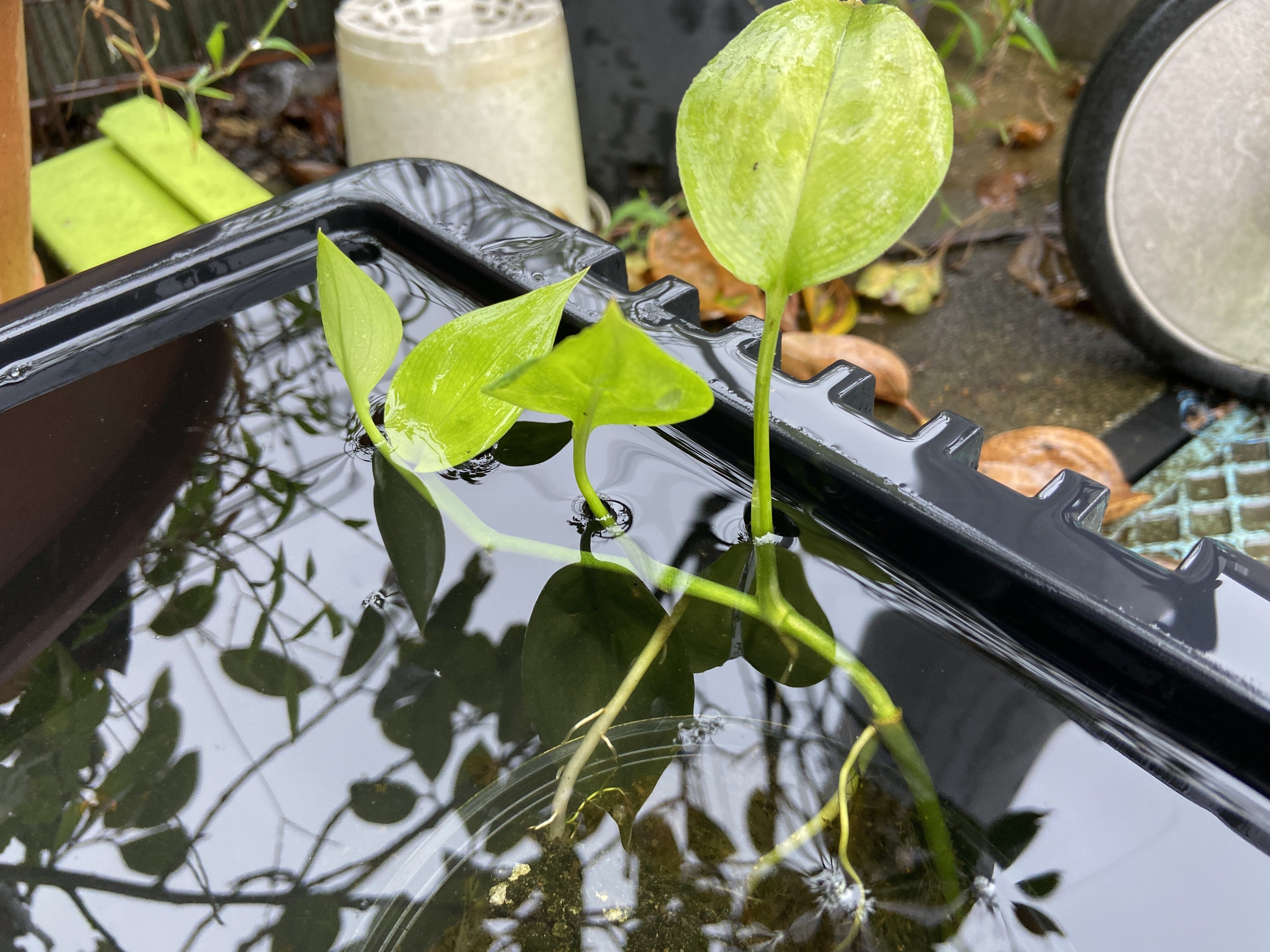 ヤマサキカズラが枯れない植え方｜おかずさん