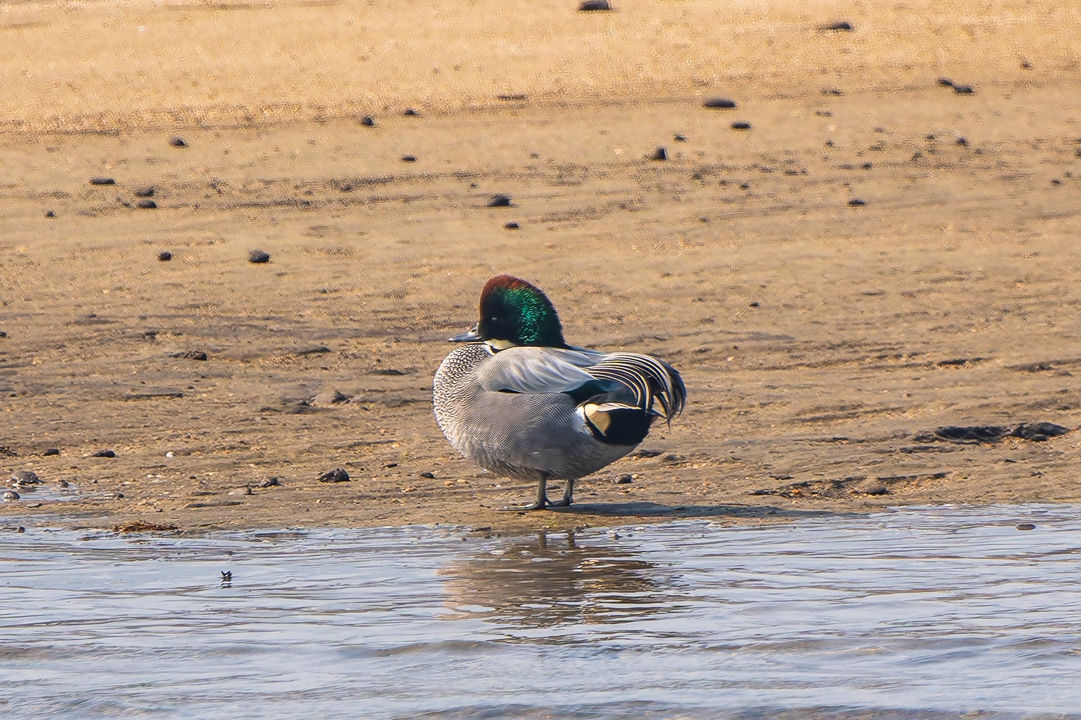 2025/1/23の野鳥記録(カモ編)｜K.Y.