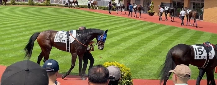 新潟競馬場パドックを回るお馬さん