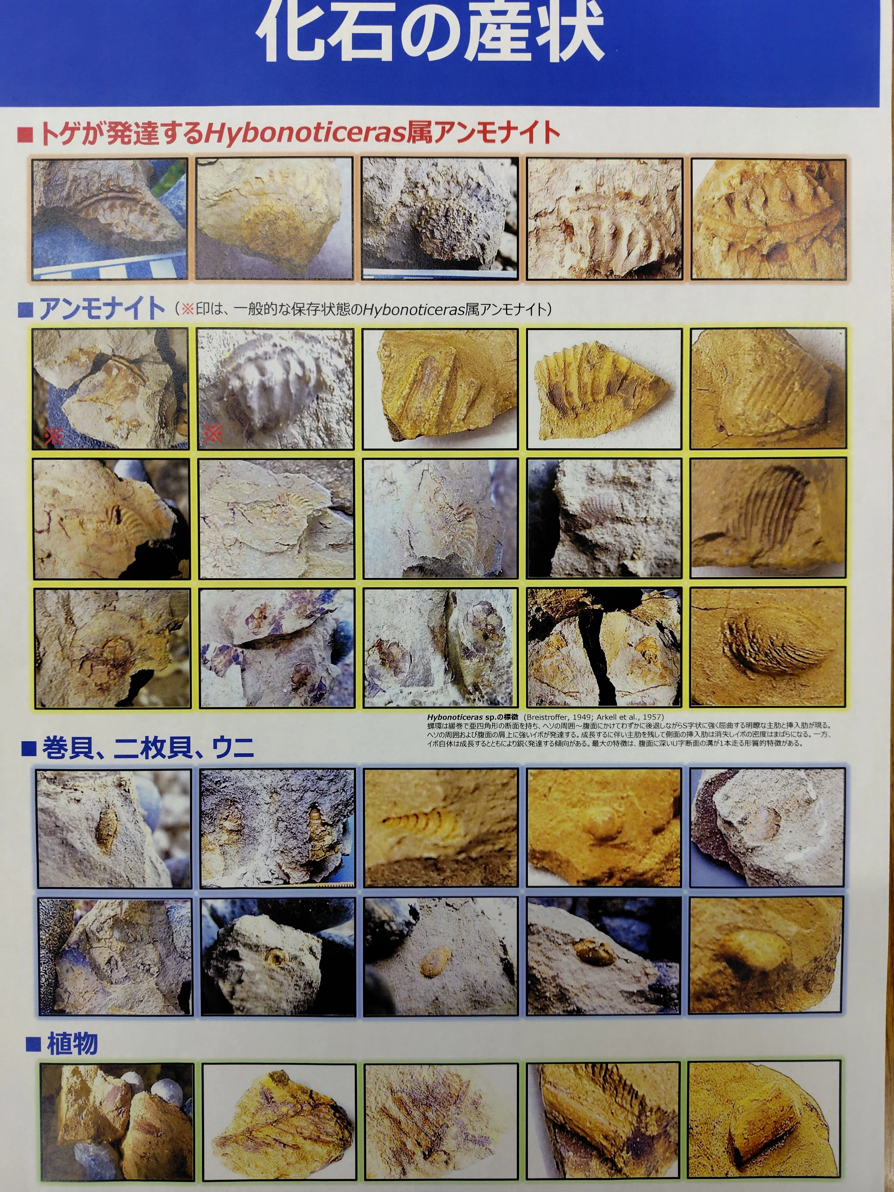アンモナイト化石の見つかる場所は｜鳥羽恐竜研究振興会