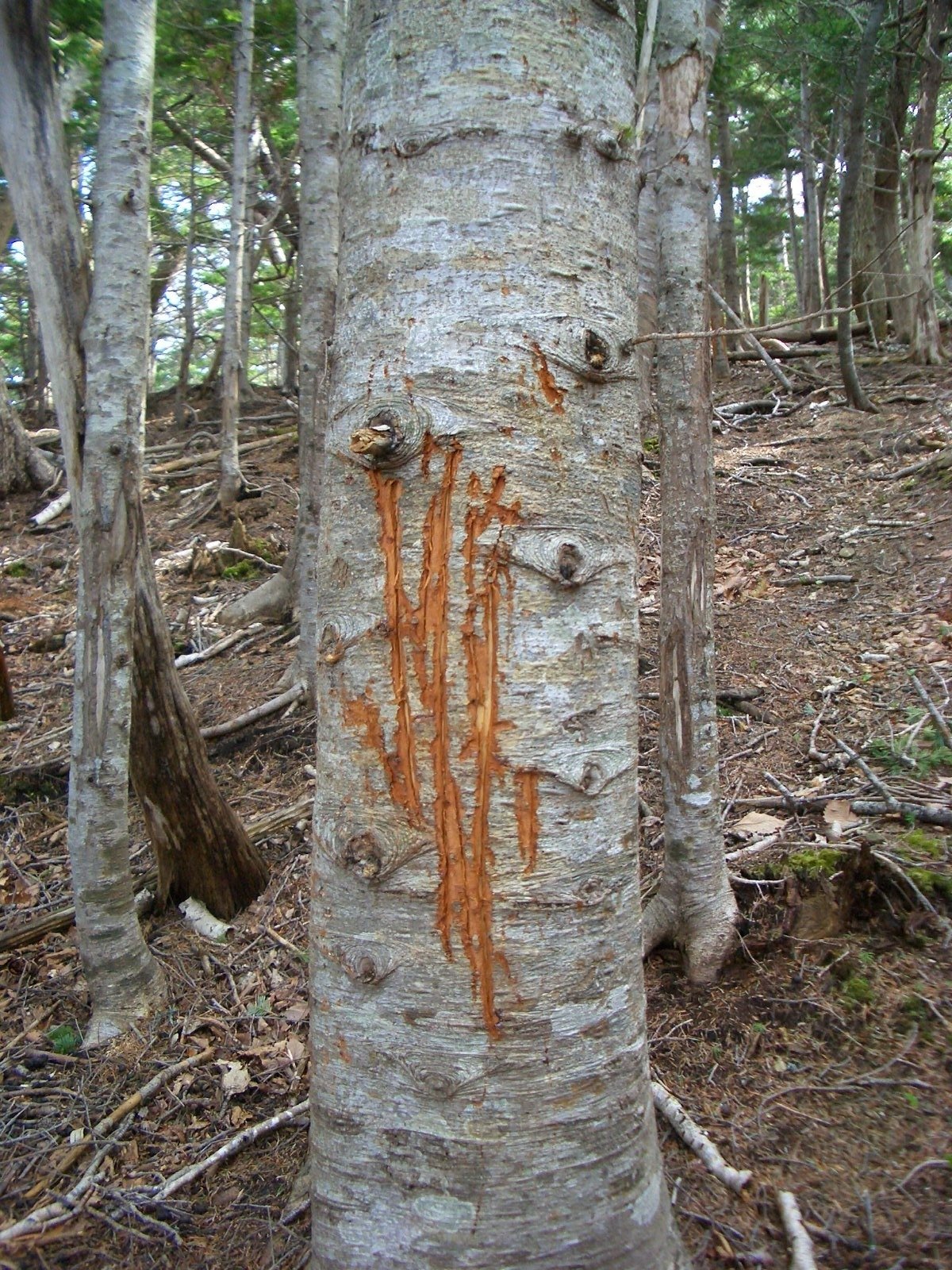 シカの角研ぎとヒグマの爪痕、こんなに違う！ ♯020｜葛西真輔