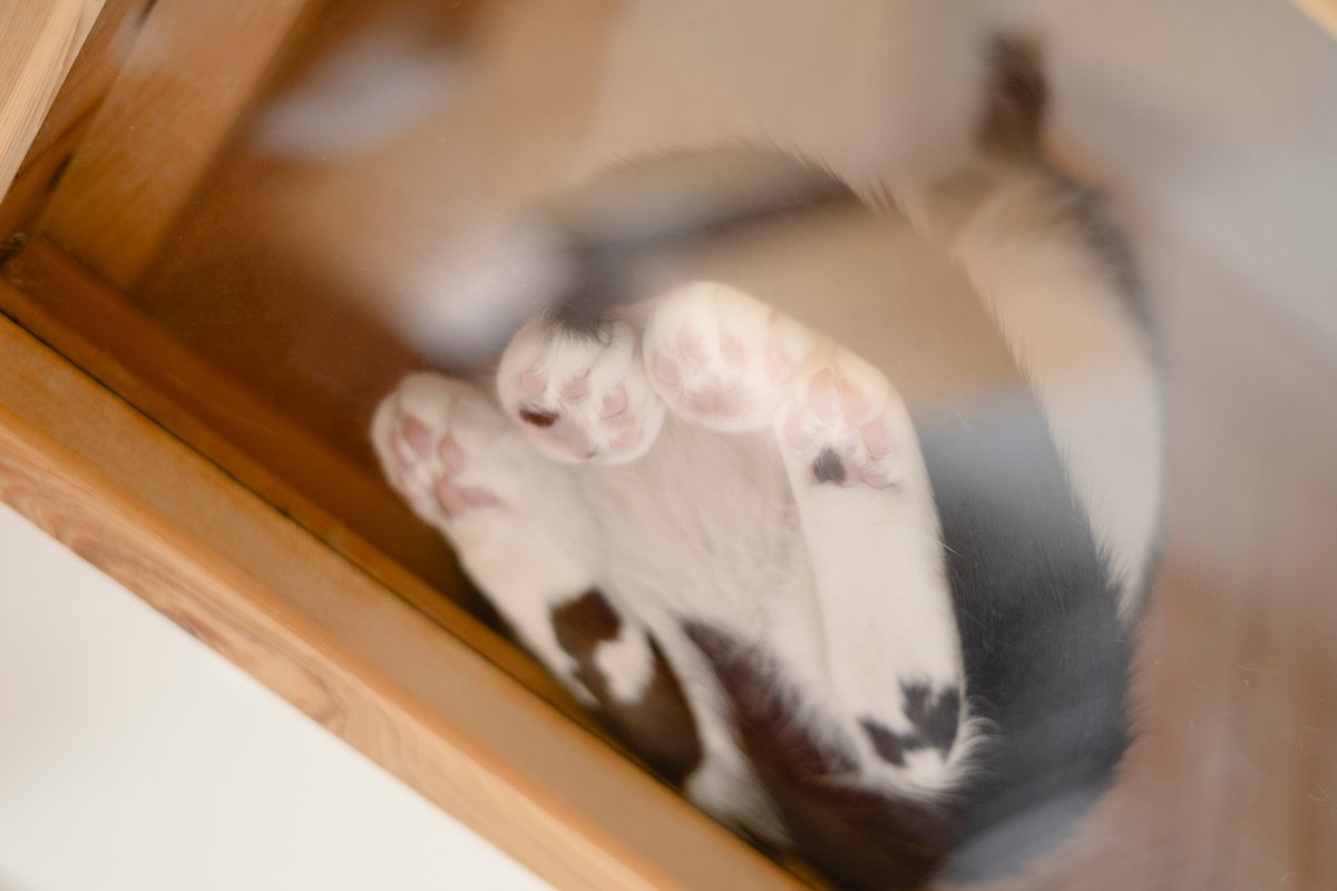 ピンクと黒の肉球を眺めながら飲み物を楽しむ至福のひと時（撮影＝上野留加）