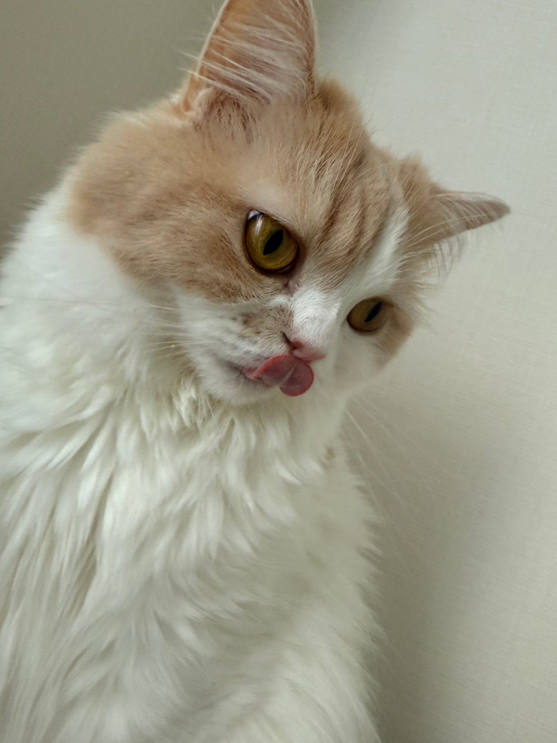 撮影＝芹澤優