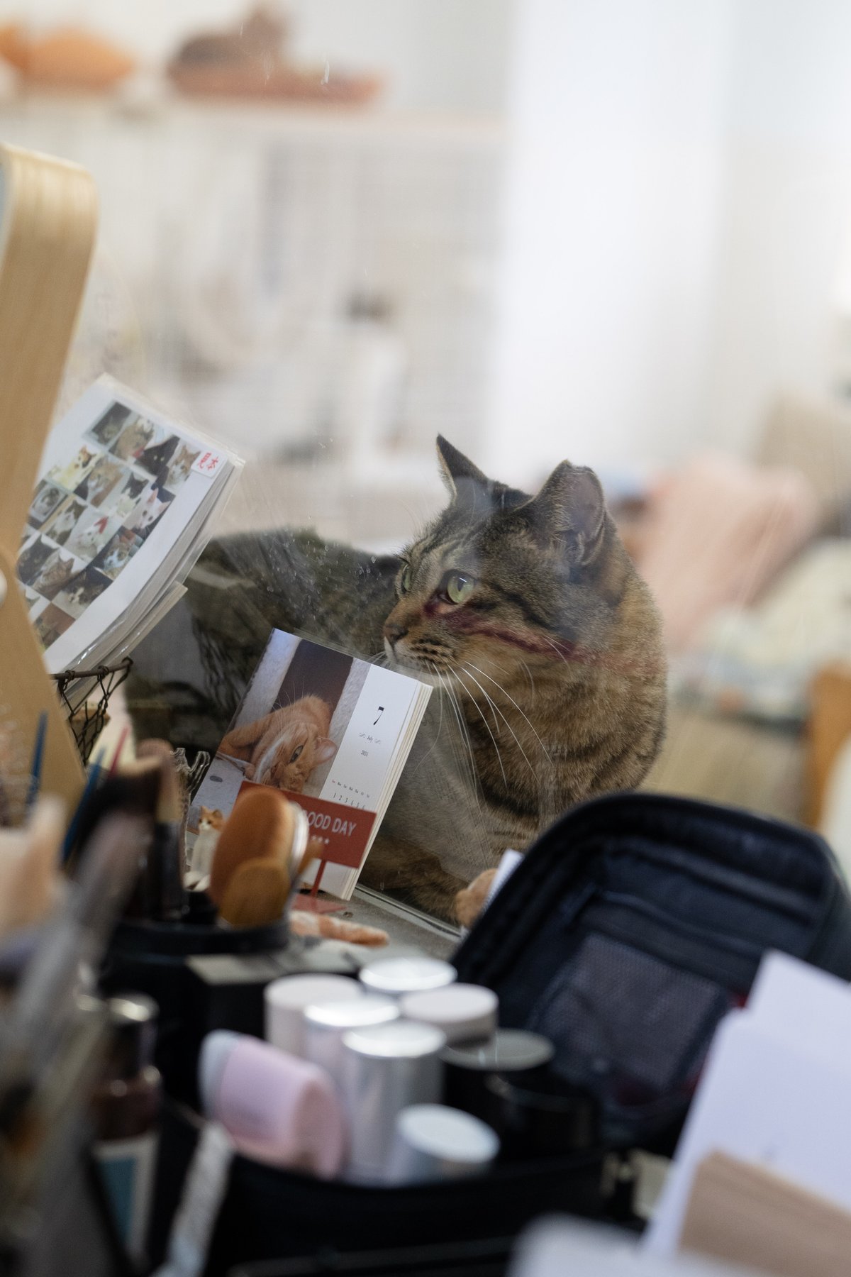 窓越しの猫様。ヘアメイクにカウンターを使用させてもらいました（撮影＝上野留加）