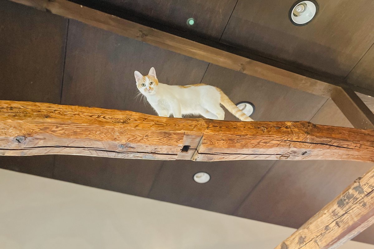 大きな梁で猫様が遊ぶことも（撮影＝numan編集部）