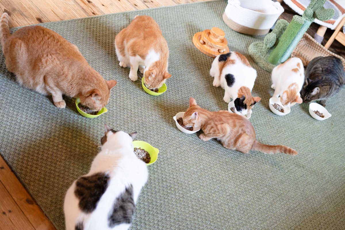 蒼木陣、保護猫カフェへ行く！ #4
