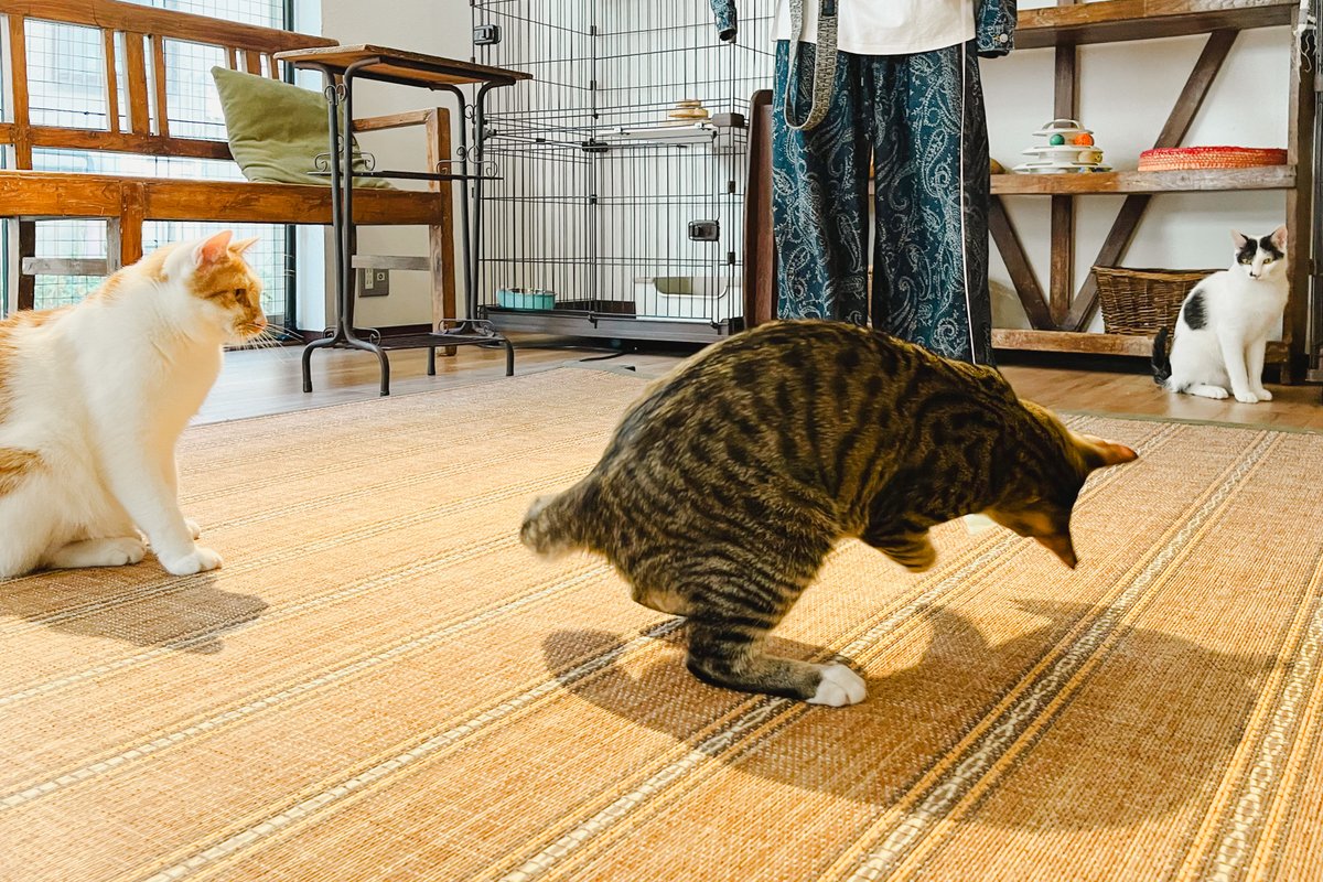 おもちゃで猫様と心の距離を近づける蒼木さん（撮影＝numan編集部）