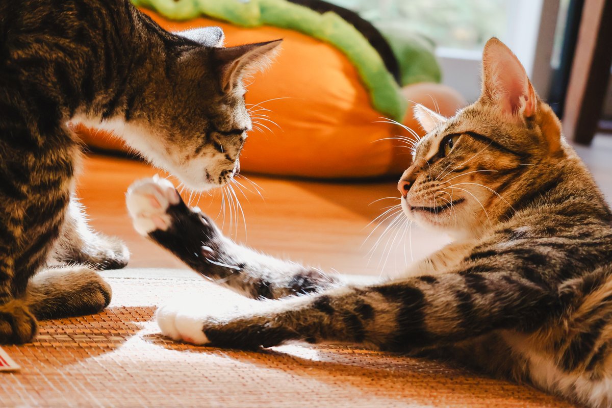 成猫様から子猫ちゃんまで幅広い猫様が在籍しています（撮影＝numan編集部）