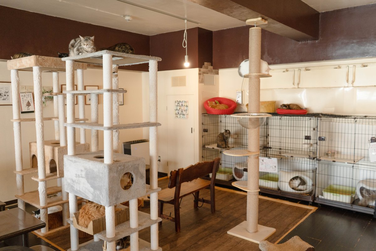 入ってすぐにはキャットタワー群とケージで休憩中の猫店員さんたちが（撮影＝上野留加）
