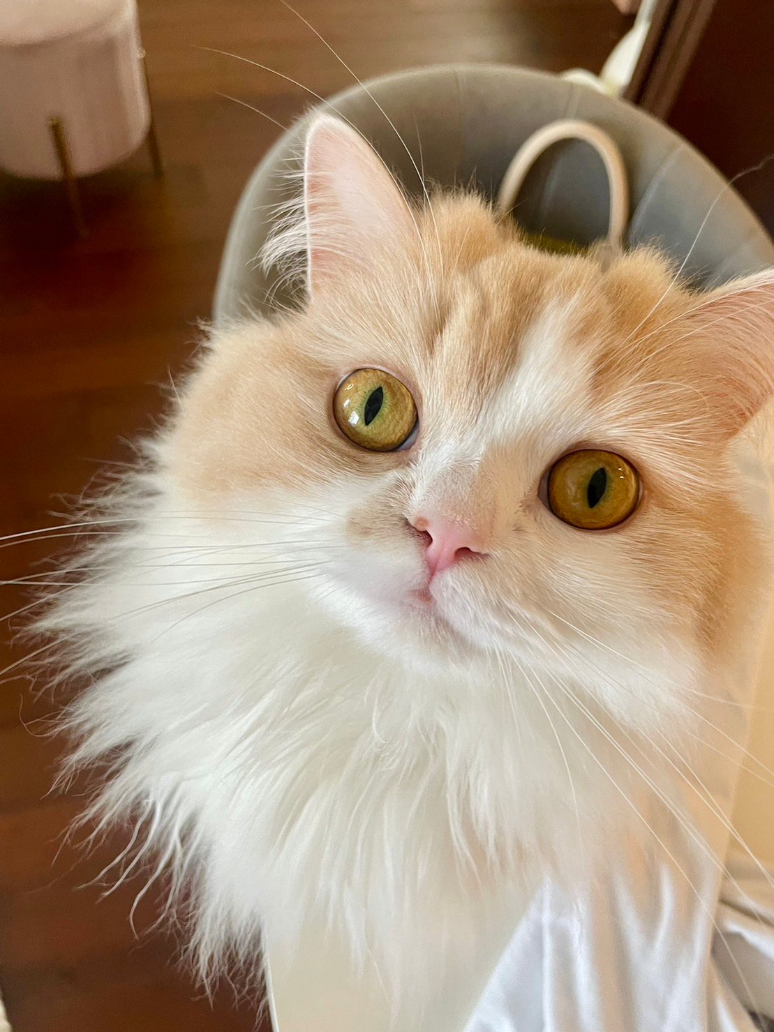 芹澤優が「宇宙猫」と称する、愛猫・るるちゃんの不思議なかわいさ