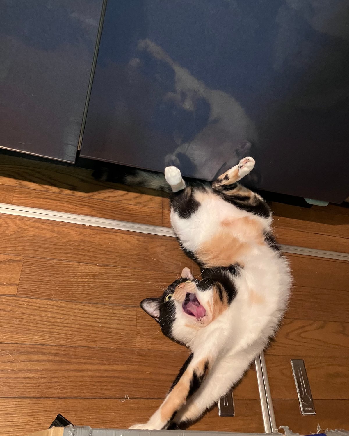 numan猫部 大原海輝