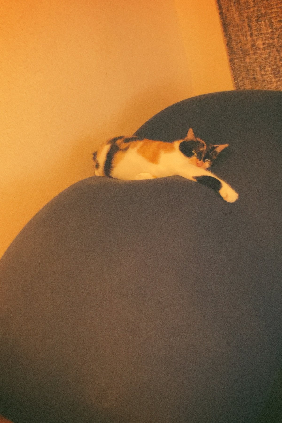 numan猫部 大原海輝