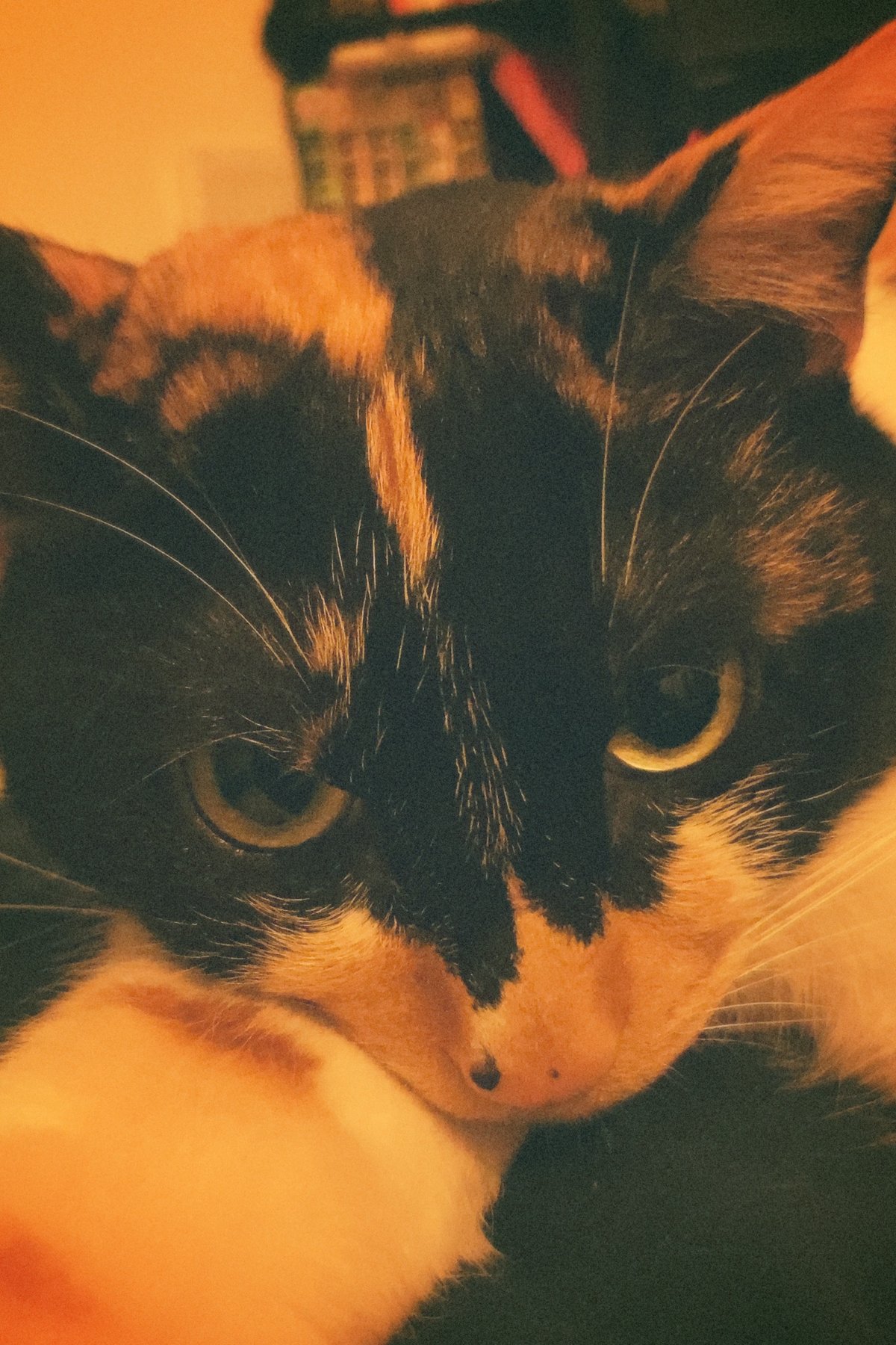 numan猫部 大原海輝