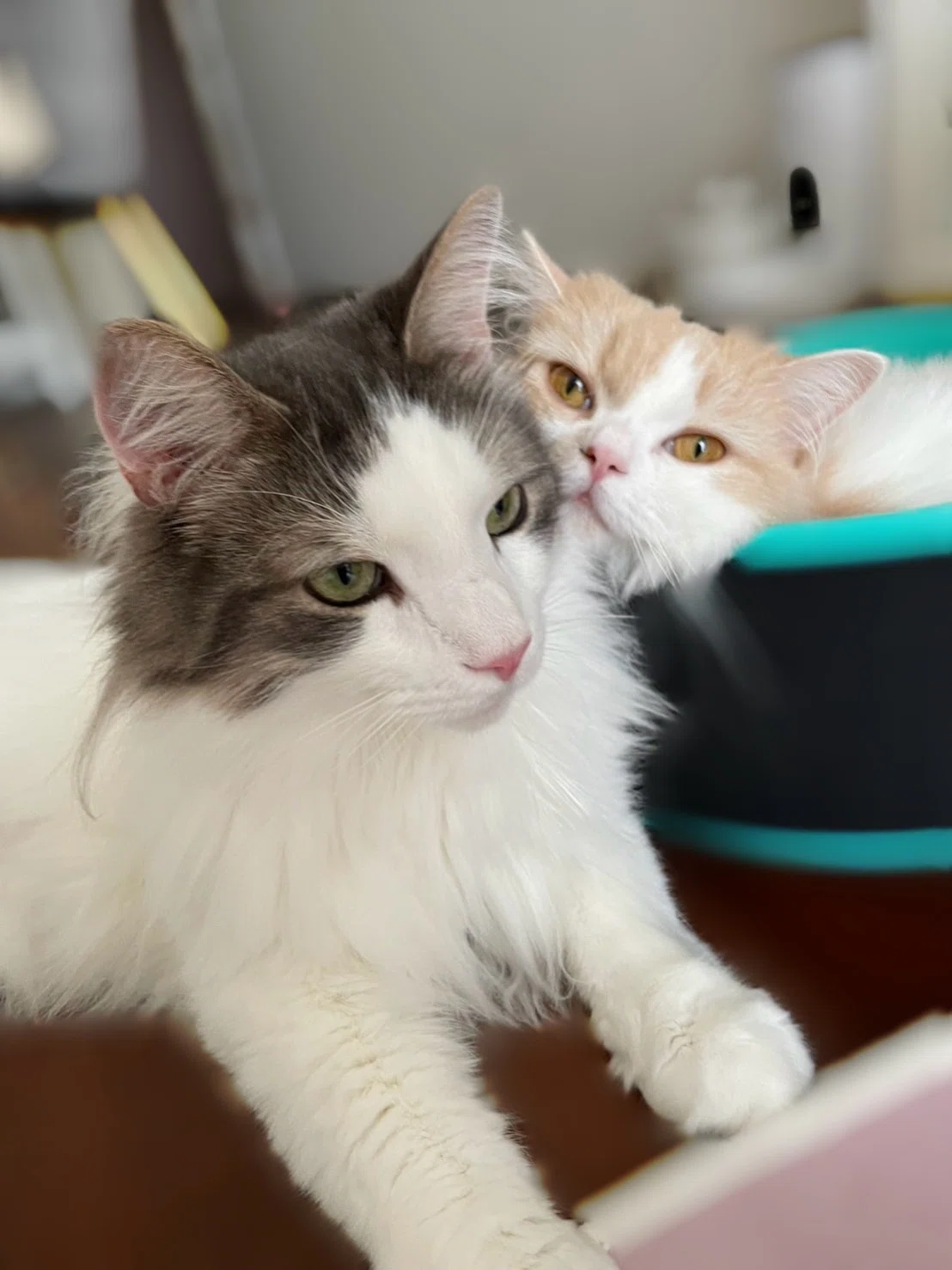 芹澤優「るるのよこにいたいむく」むく＆るるちゃんの猫の本能（？）が