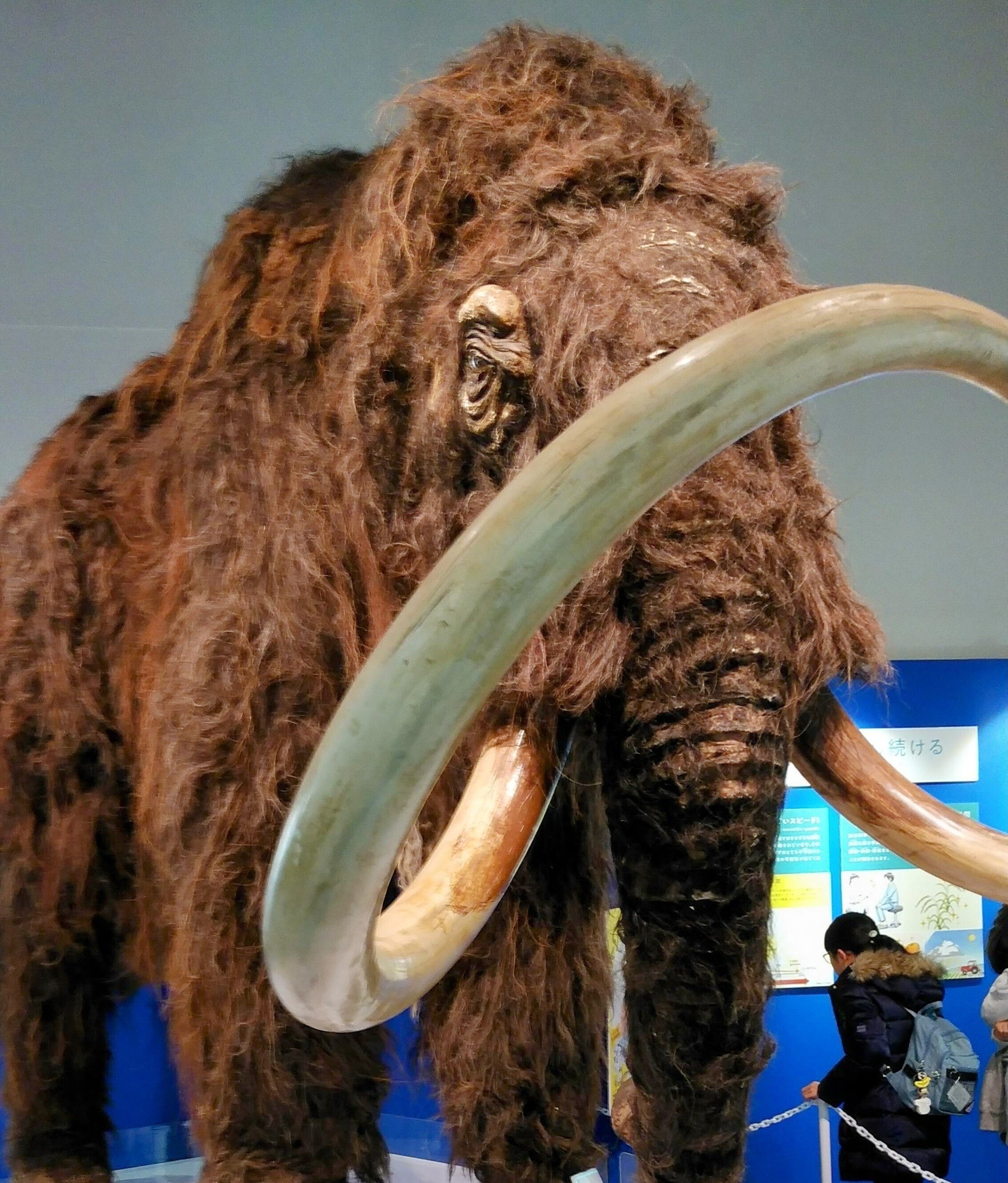 ☆【実物】 マンモスの牙 シベリア産 マンモスの牙005｜恐竜・化石グッズの専門店 ふぉっしる