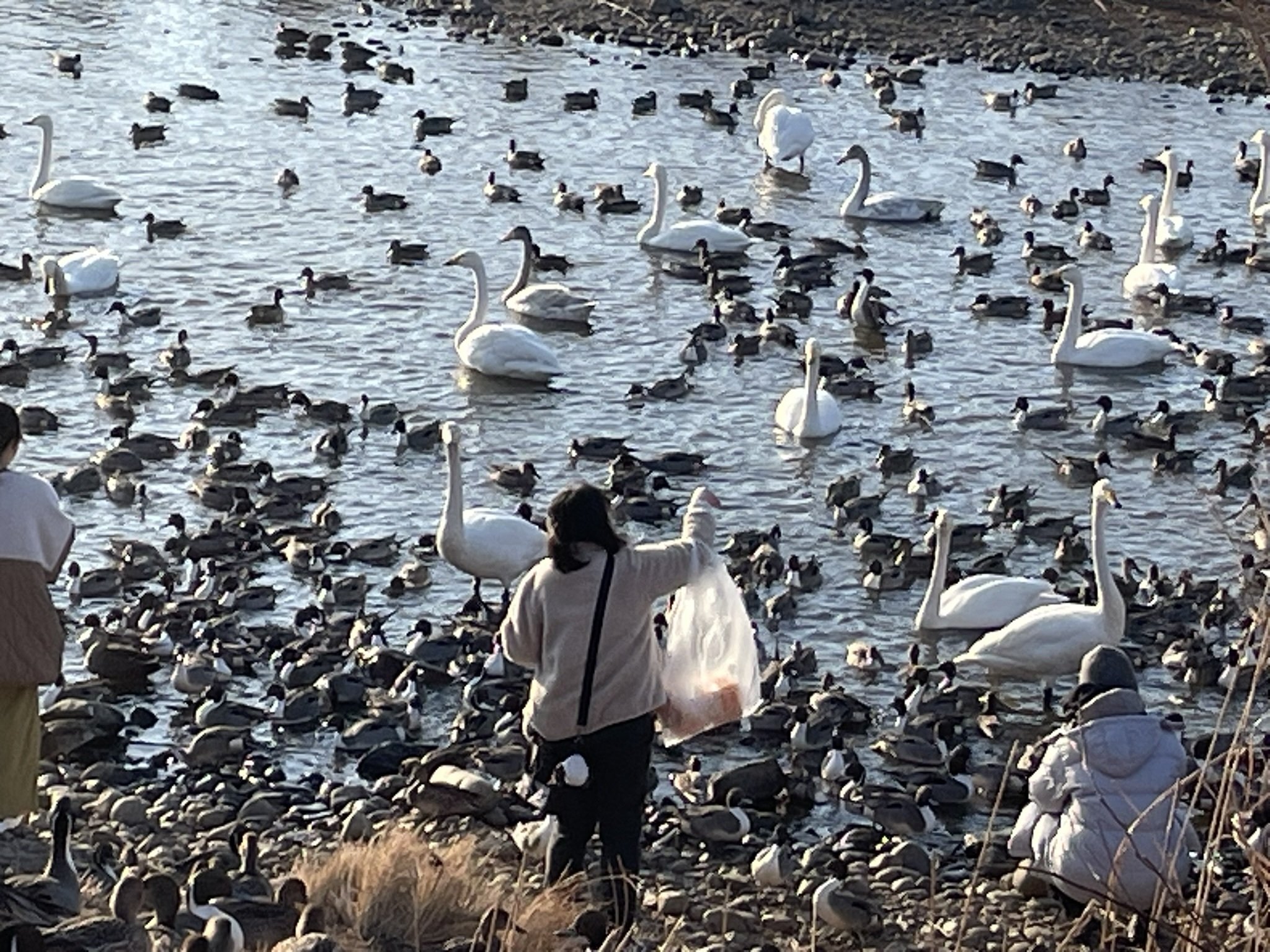 福島】白鳥の飛来地に行ってきた｜発達障害の精神保健福祉士 ｜ シンさん