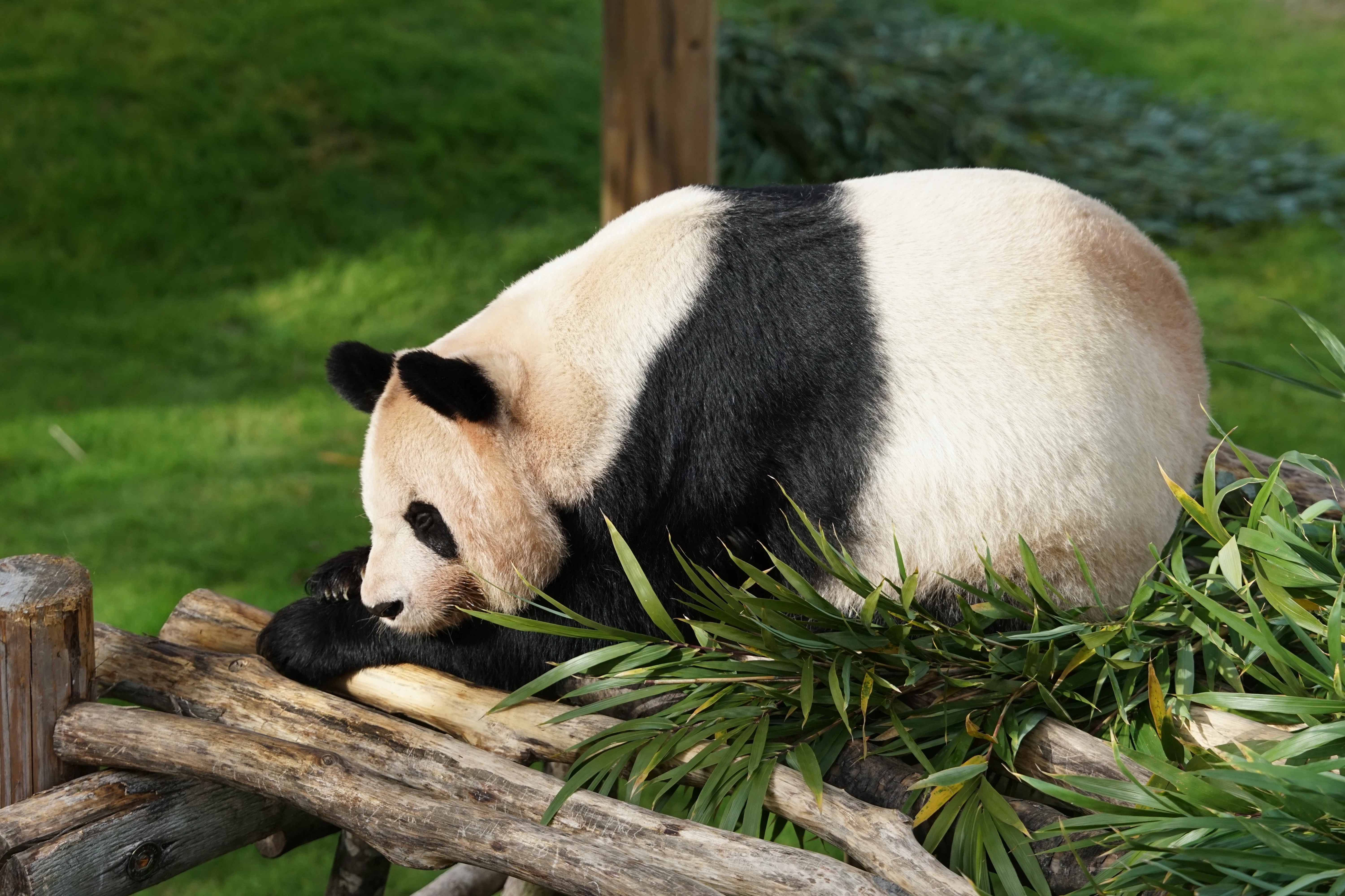 DAY 1] My First Time at Adventure World: The Funny Pandas of the