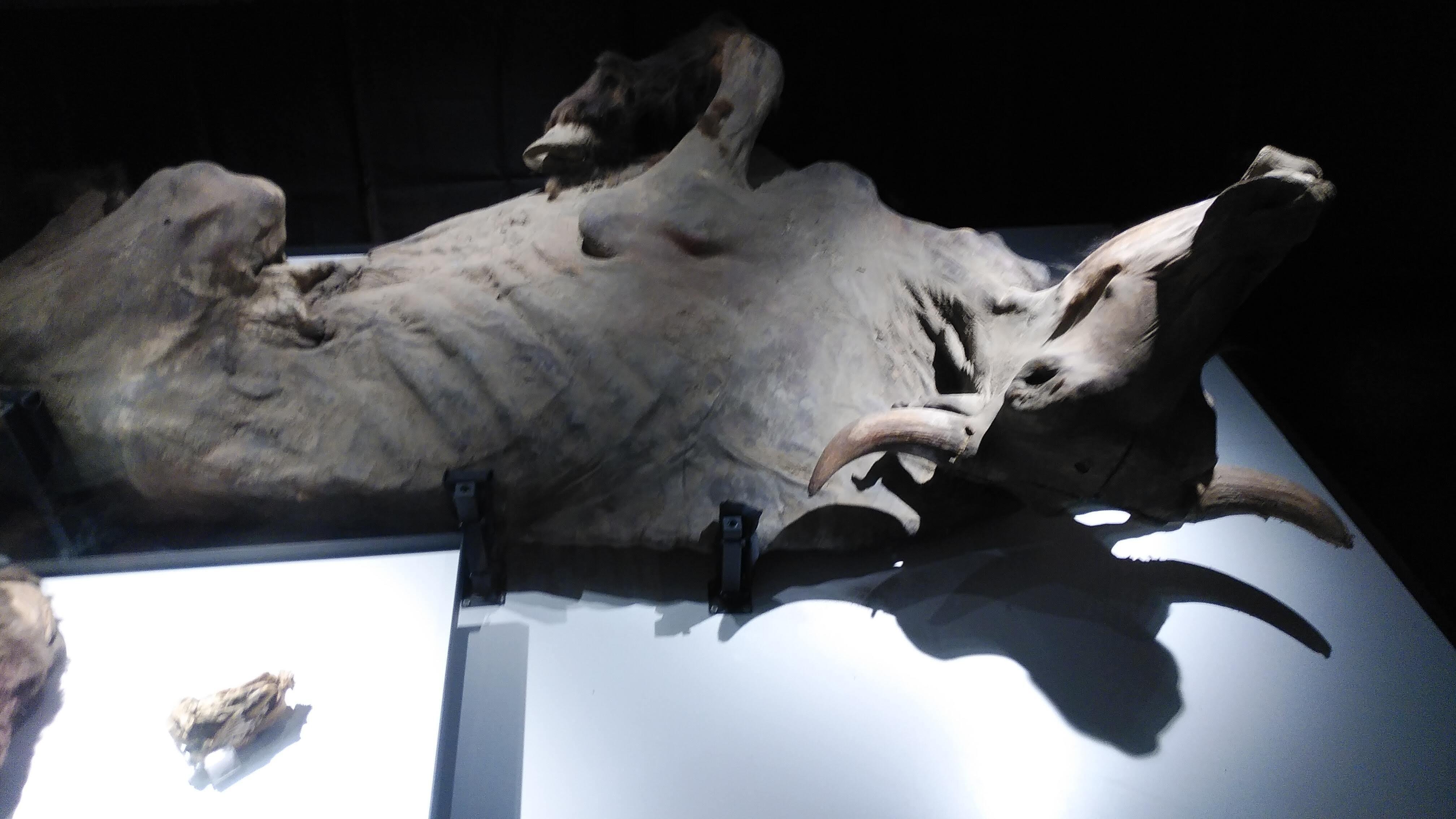 ☆【実物】 マンモスの牙 シベリア産 市場へ運ばれるマンモスの牙（シベリア） | ナショナル ジオ
