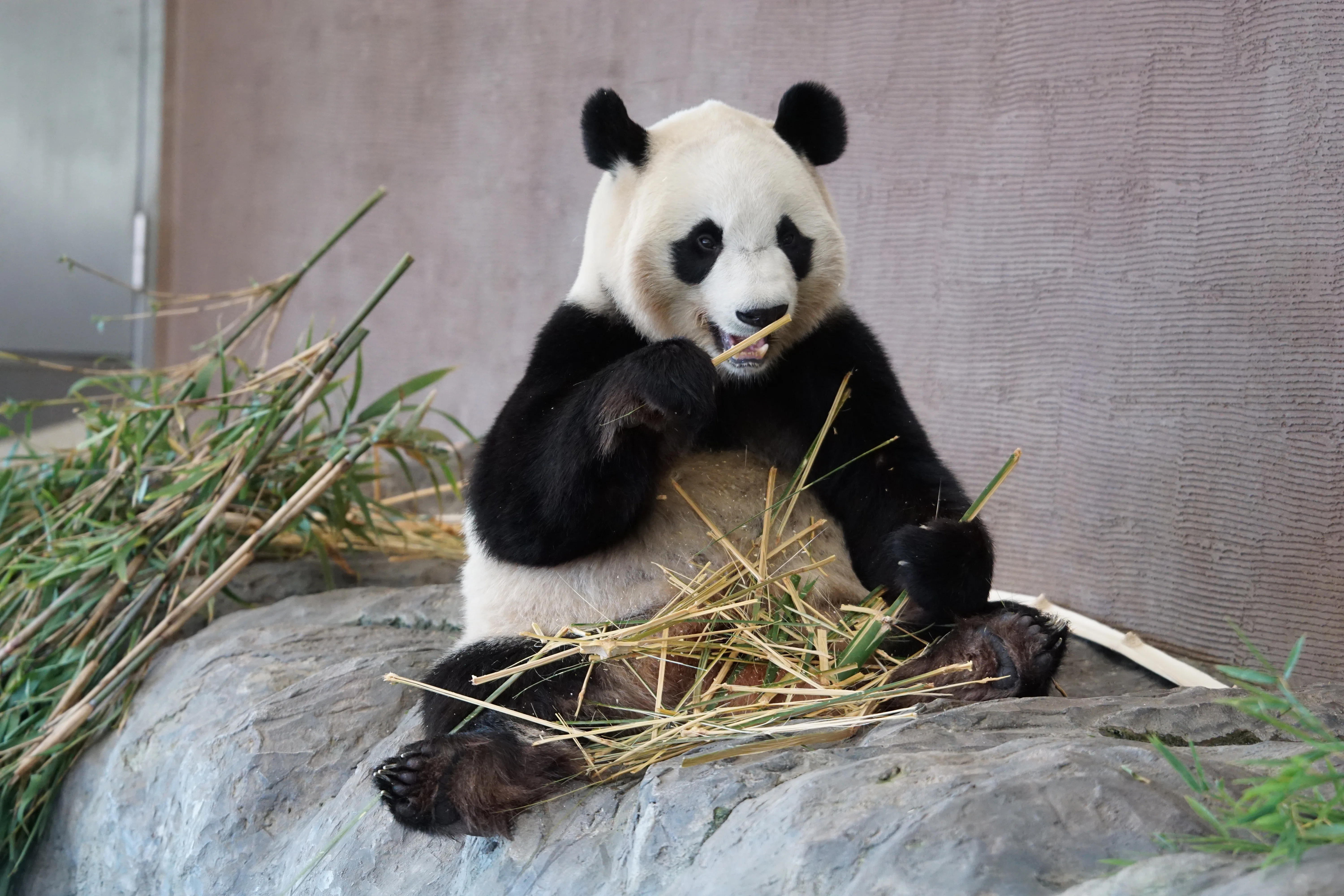 DAY 1] My First Time at Adventure World: The Funny Pandas of the