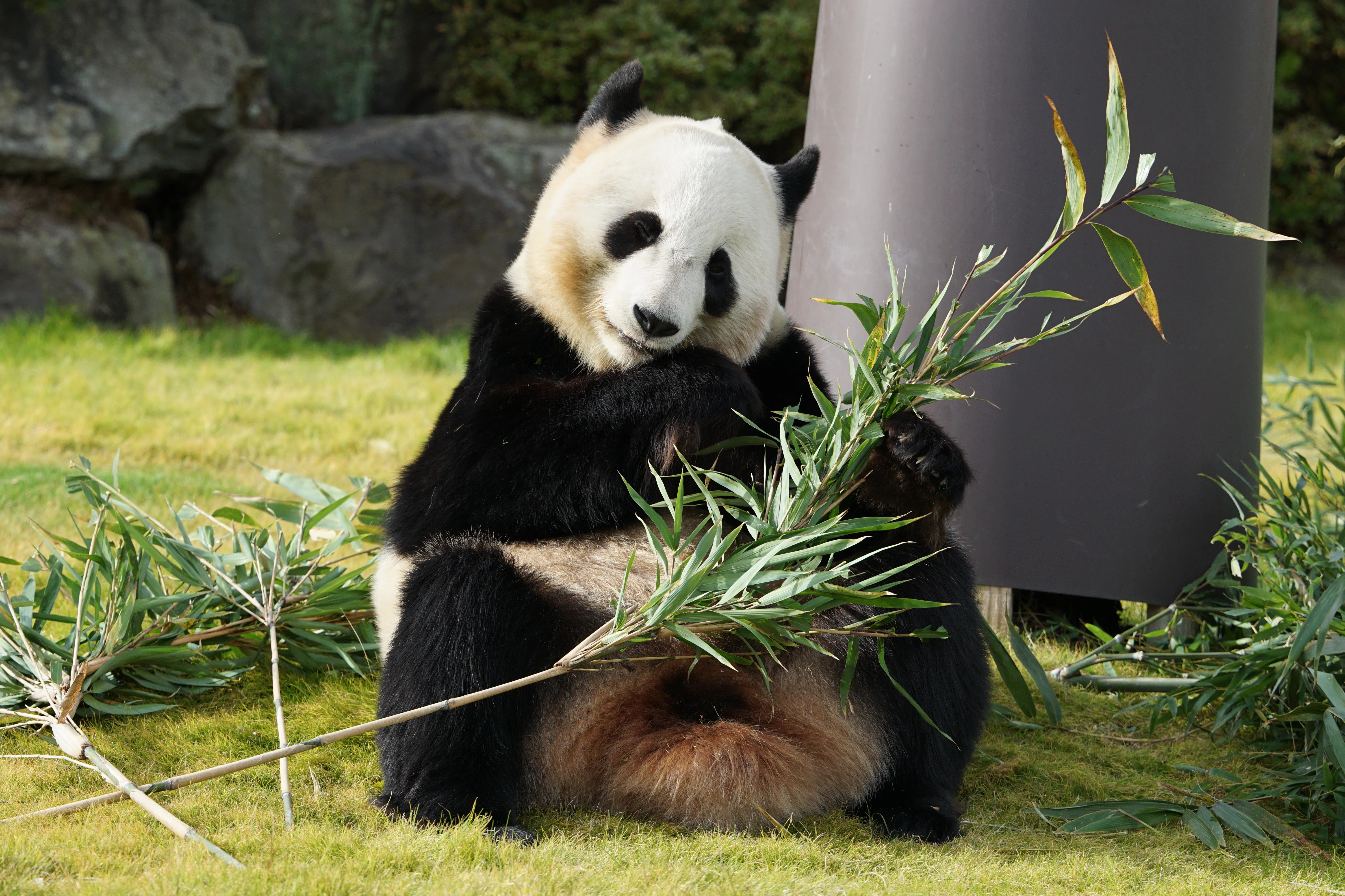DAY 1] My First Time at Adventure World: The Funny Pandas of the
