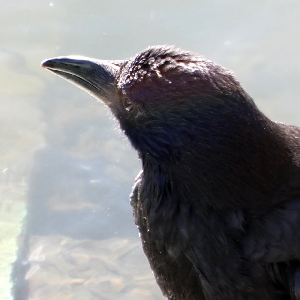 カラス、水浴び