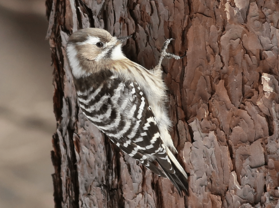シカゴでバードウォッチング！】 Downy Woodpecker ｜ローリー