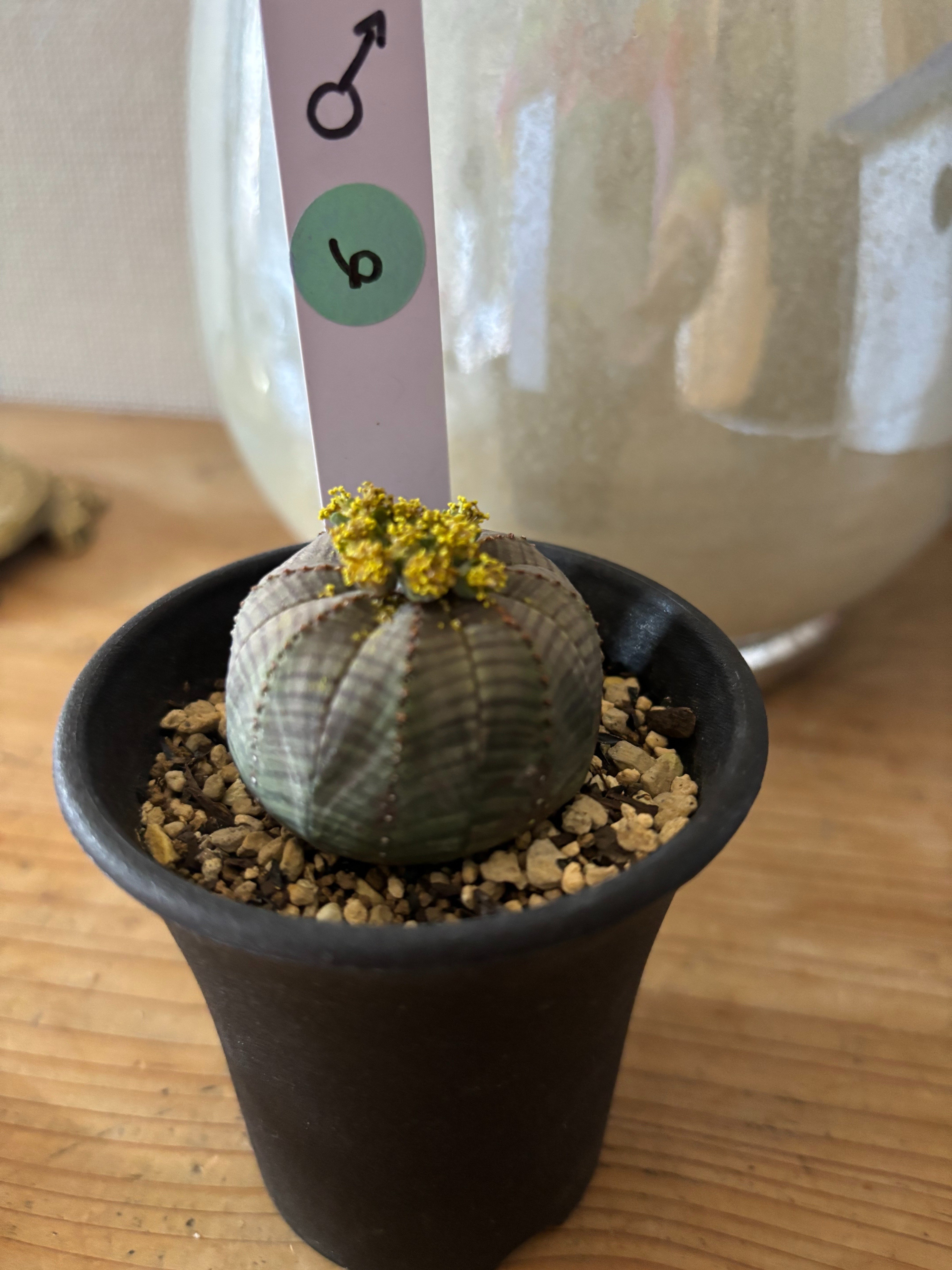 記録]オベサ⑥の成長記録（長男）｜園芸バタフライ