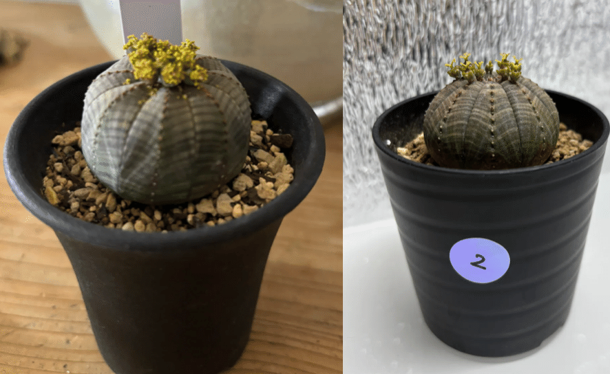 記録]オベサ27の成長記録（自家採取・実生兄弟編）｜園芸バタフライ