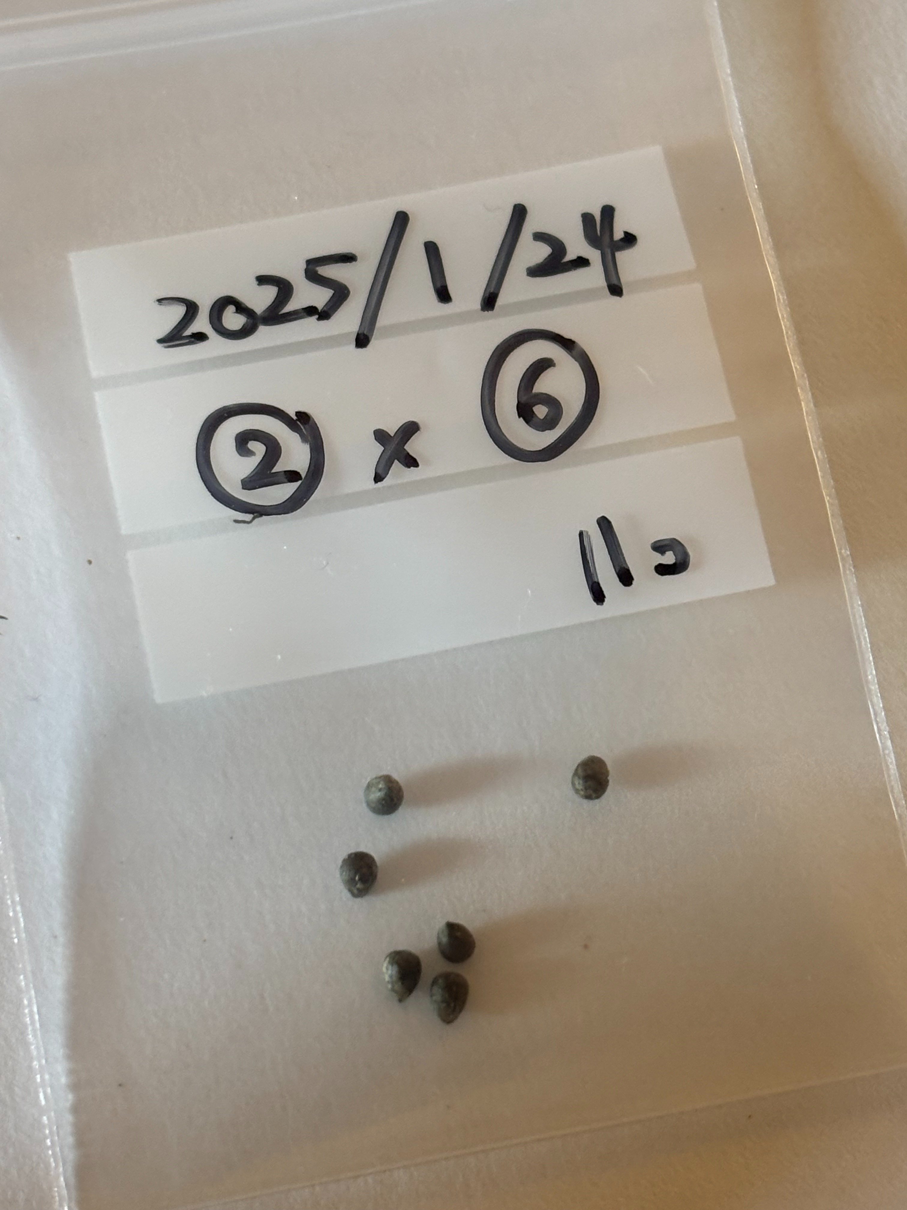 記録]オベサ27の成長記録（自家採取・実生兄弟編）｜園芸バタフライ