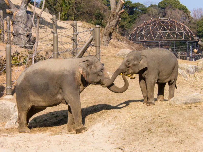 福岡市動物園でアジアゾウを見てきた3回目(20250124)|けいたん