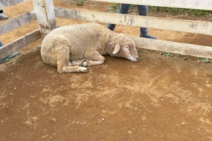 ふなばしアンデルセン公園どうぶつふれあい広場の羊さん