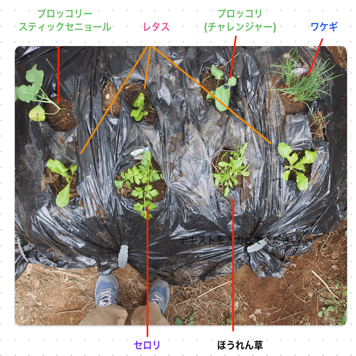 ウッドチップバーク堆肥 土壌改良 四日市 菰野町配送込 菌ちゃん畝自然農法 チップ堆肥 土壌改良 四日市 菰野町配送込 菌ちゃん畝自然農法 菌ちゃん
