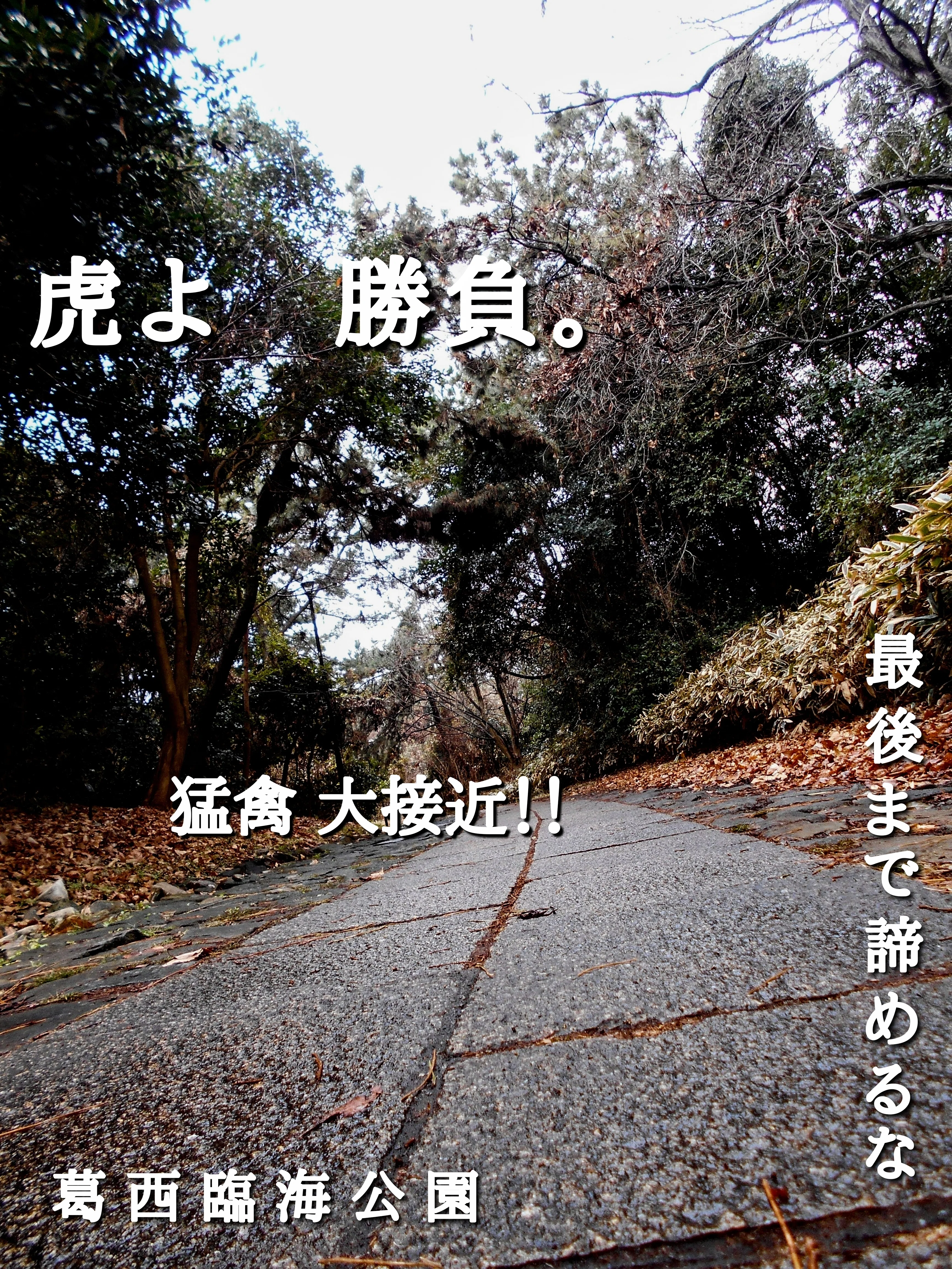 野鳥たちのいる風景 2025.01.25 sat. 東京都江戸川区。｜michio