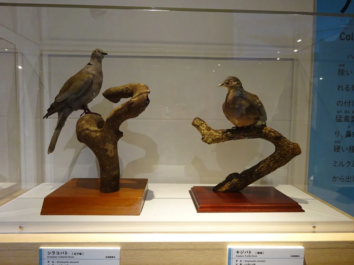 インテリア小物 バードカービング木製鳥の彫刻(イカル)