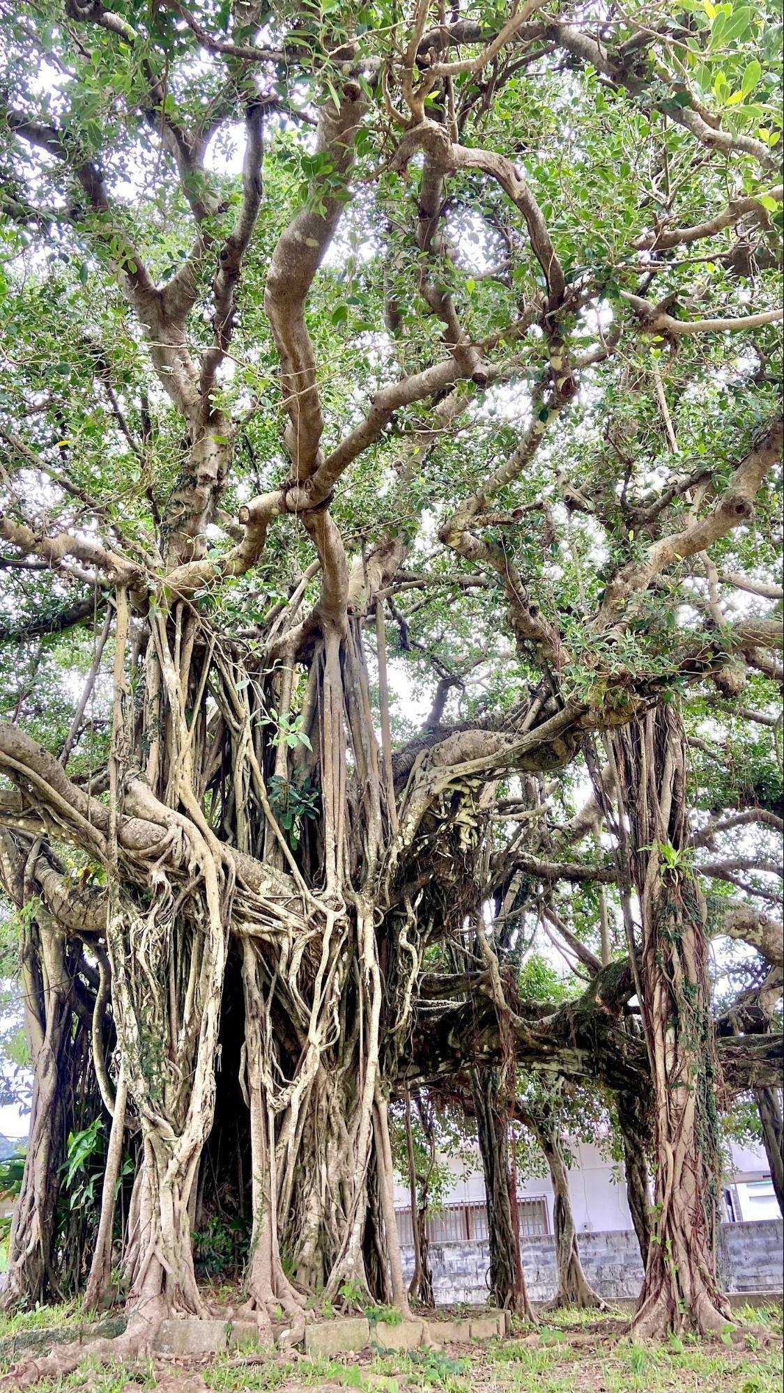 妖精さんが棲んでいそうな大きな木の根っこ