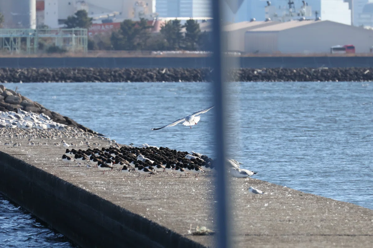 Sandpiper In Flight Sandpiper Fever at Funabashi Sanbanze|maru