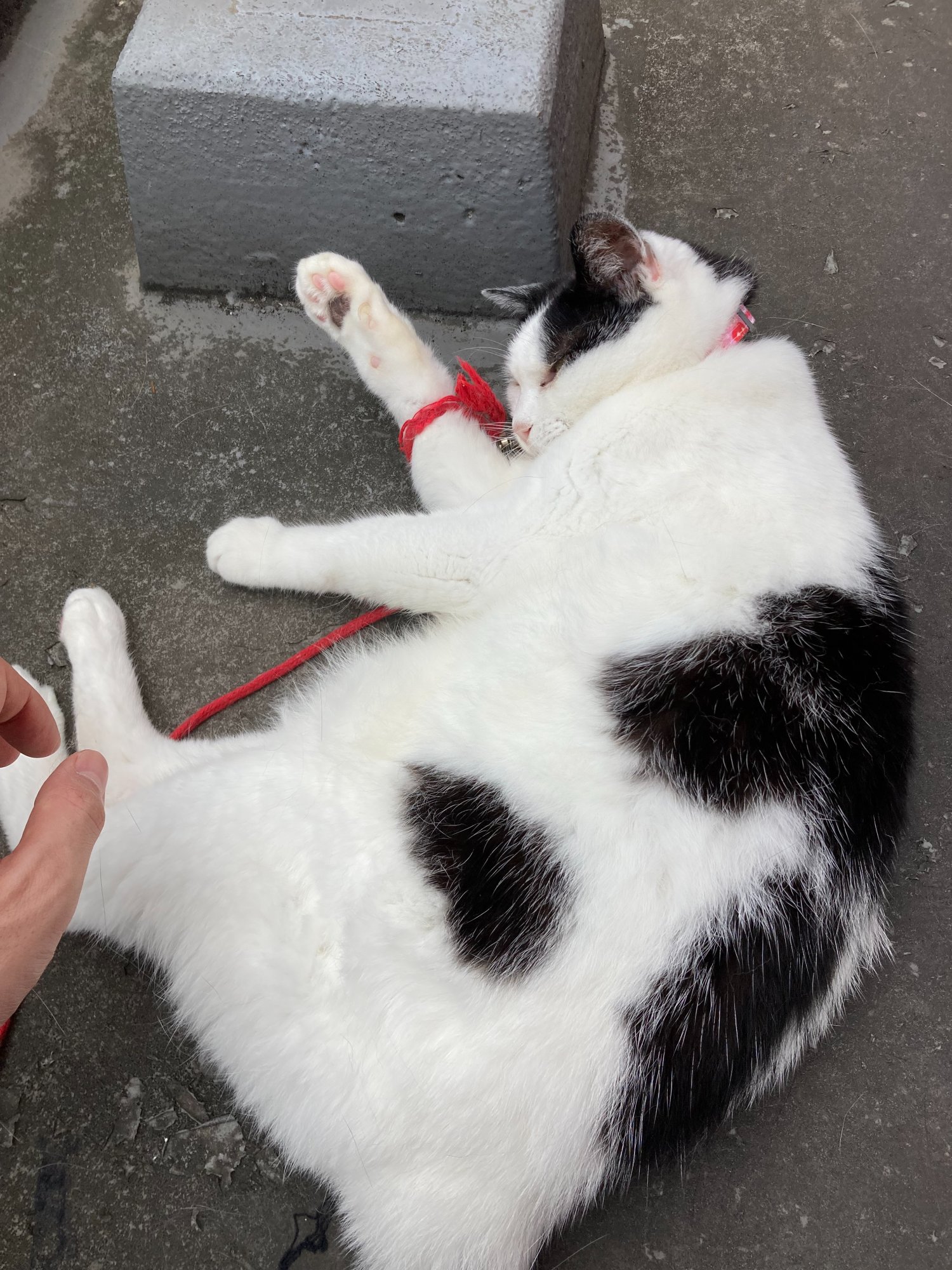 じゃれねこ『11月イベ93』 ポケモンSVブルーベリー図鑑一覧｜藍の円盤スカーレット