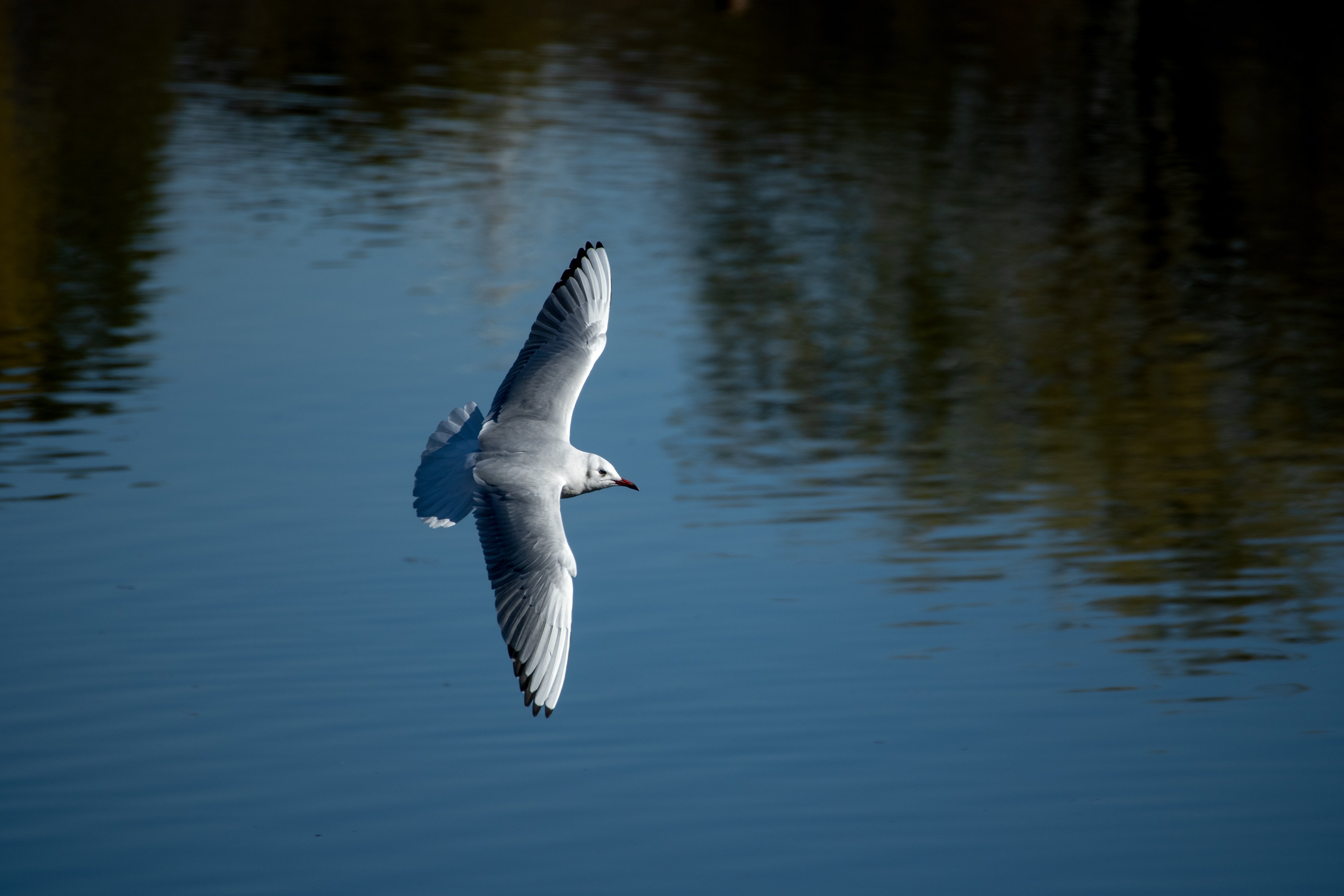 K-3III ｜ PENTAXで野鳥撮影を!! お供にはHD PENTAX-DA 55-300mmF4.5