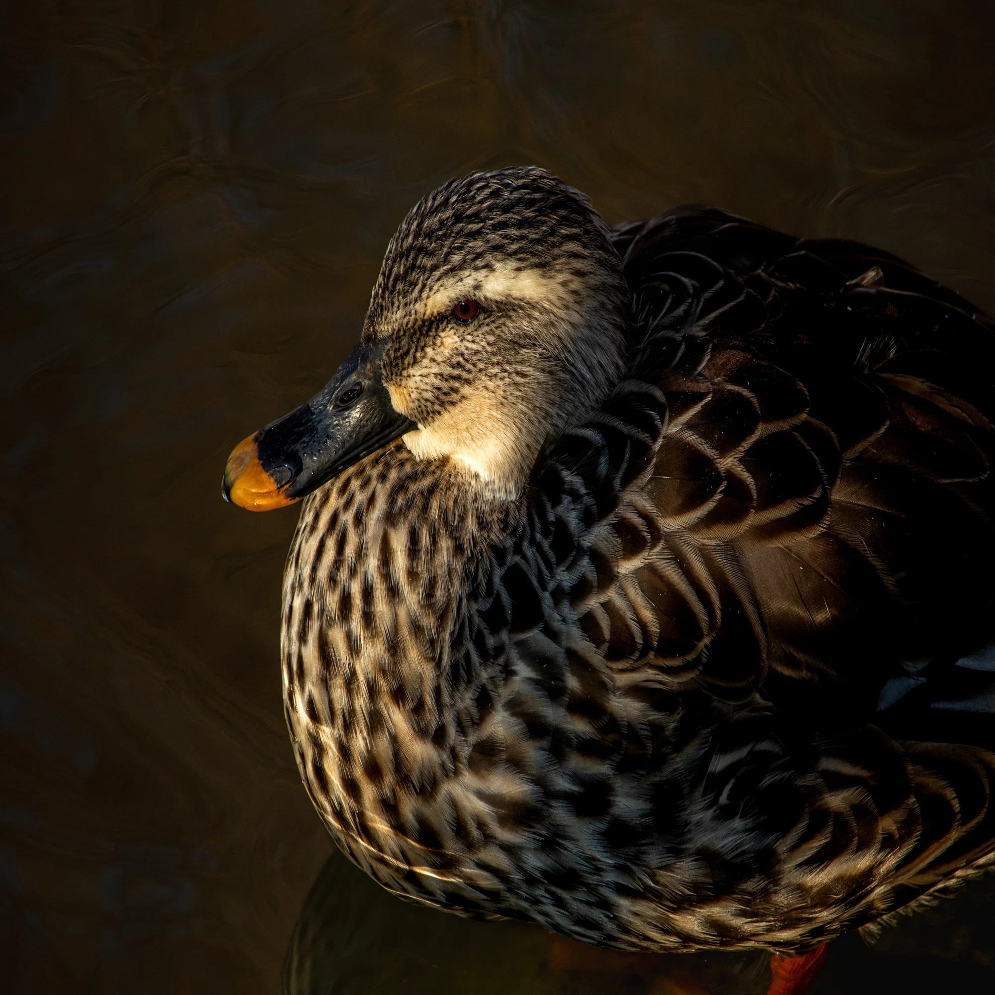 K-3III ｜ PENTAXで野鳥撮影を!! お供にはHD PENTAX-DA 55-300mmF4.5 
