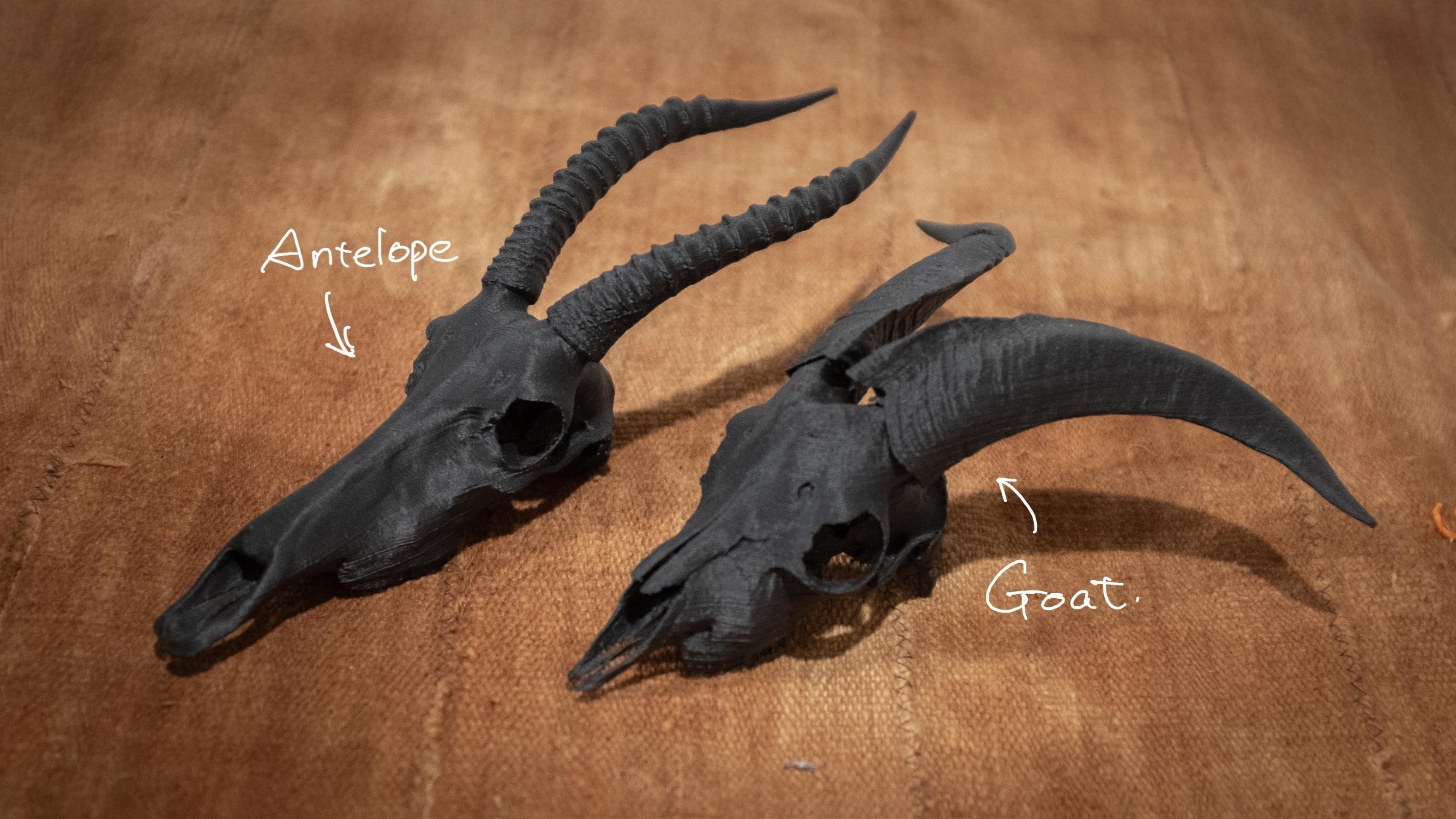 貴重】山羊頭骨 黒角 貴重】山羊頭骨 黒角 Kazuhiro Imura on X: