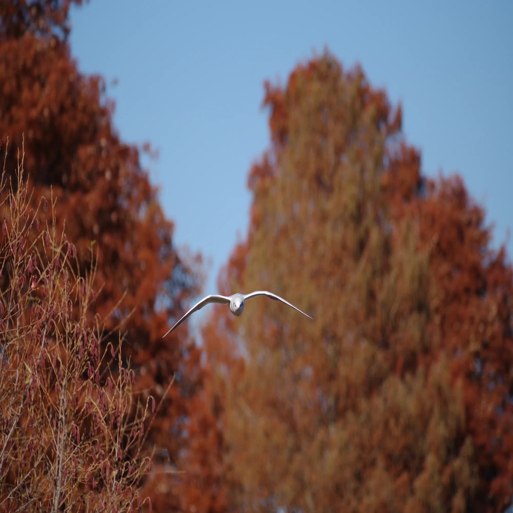 K-3III ｜ PENTAXで野鳥撮影を!! お供にはHD PENTAX-DA 55-300mmF4.5 