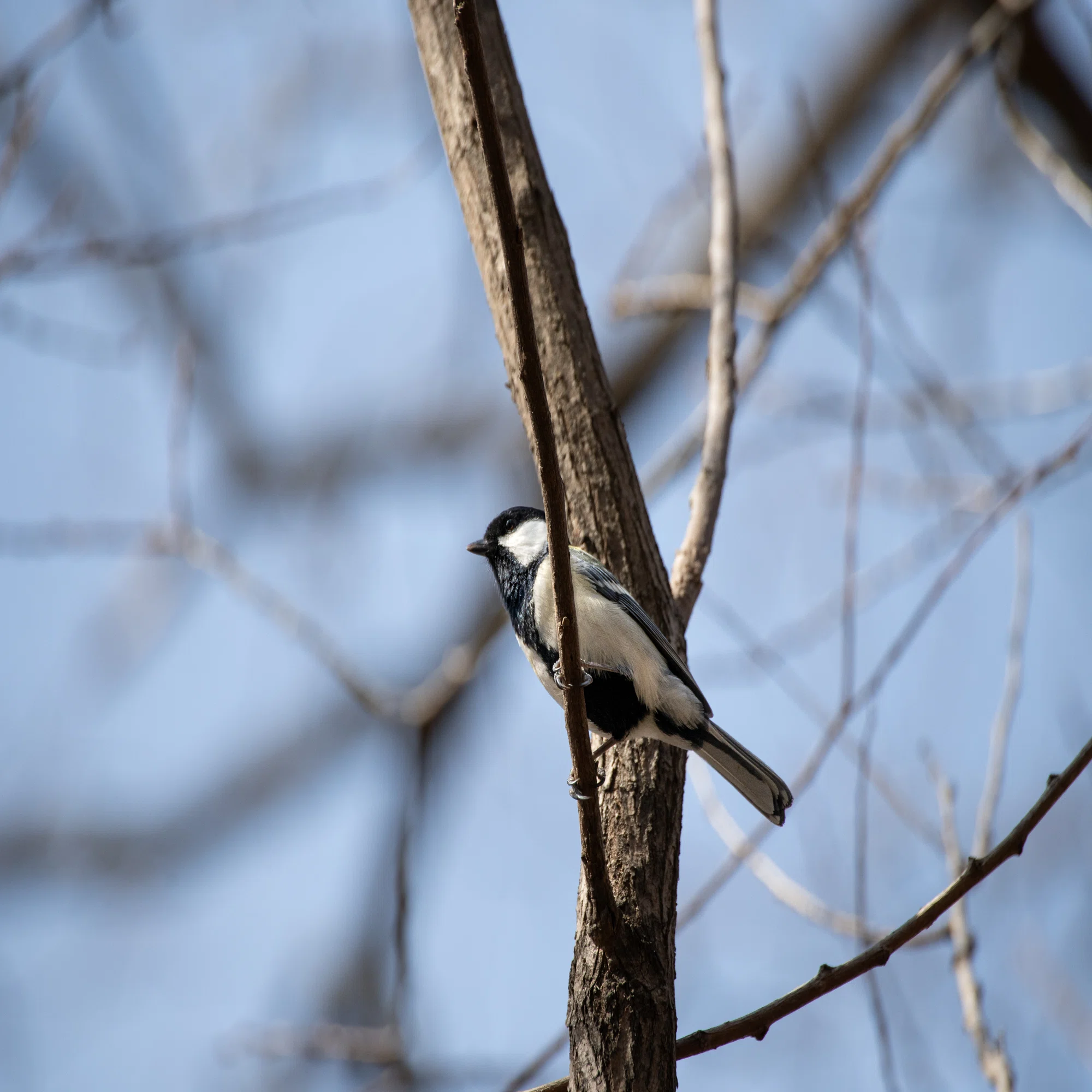 K-3III ｜ PENTAXで野鳥撮影を!! お供にはHD PENTAX-DA 55-300mmF4.5 